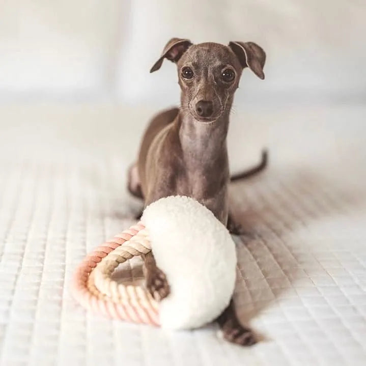 Gray dog lying on a textured bed, playfully holding a soft, plush toy with pastel ropes and crinkle elements.