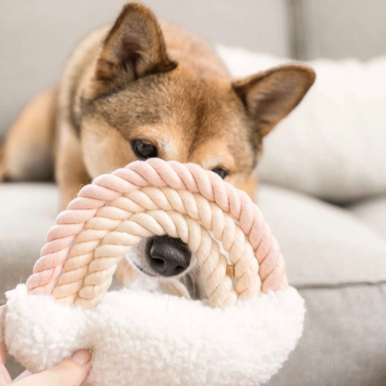 Light beige and pastel pink plush toy with rope, held by a dog on a soft couch, featuring a cozy sherpa base.