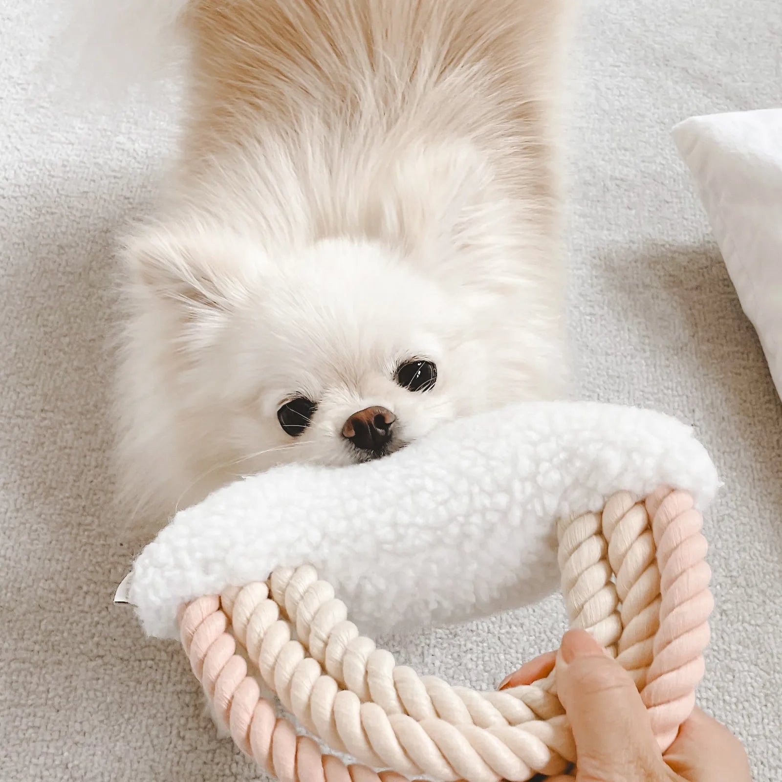 Fluffy white dog holding a soft Fur Elise Iris plush toy with pastel ropes, showcasing its comfort and engaging design.