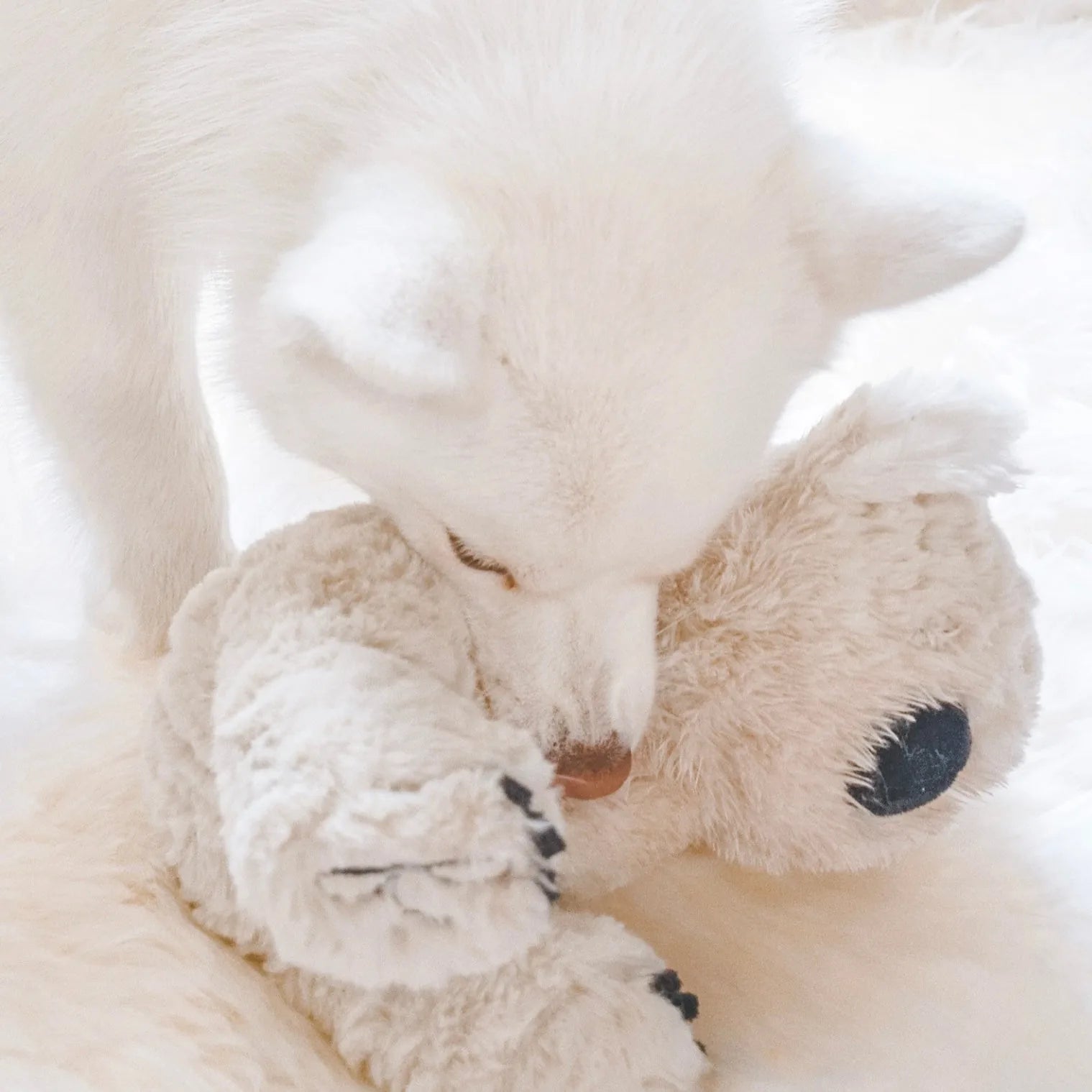 White dog gently snuggling with the soft, beige Koko plush toy featuring black embroidered eyes.