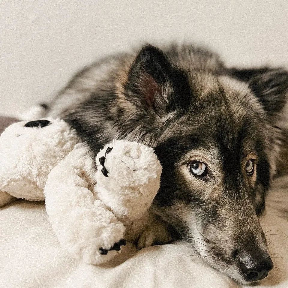 Soft, plush Koko the Koala toy resting beside a dog with striking blue eyes on a light background.