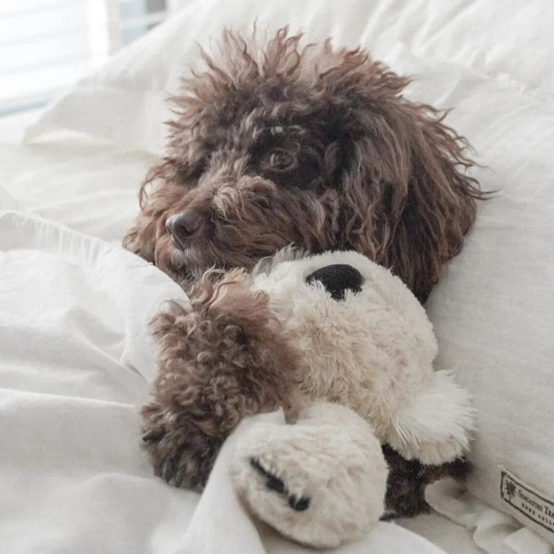 Brown dog cuddling a Koko the Koala plush toy, relaxing against white bedding.