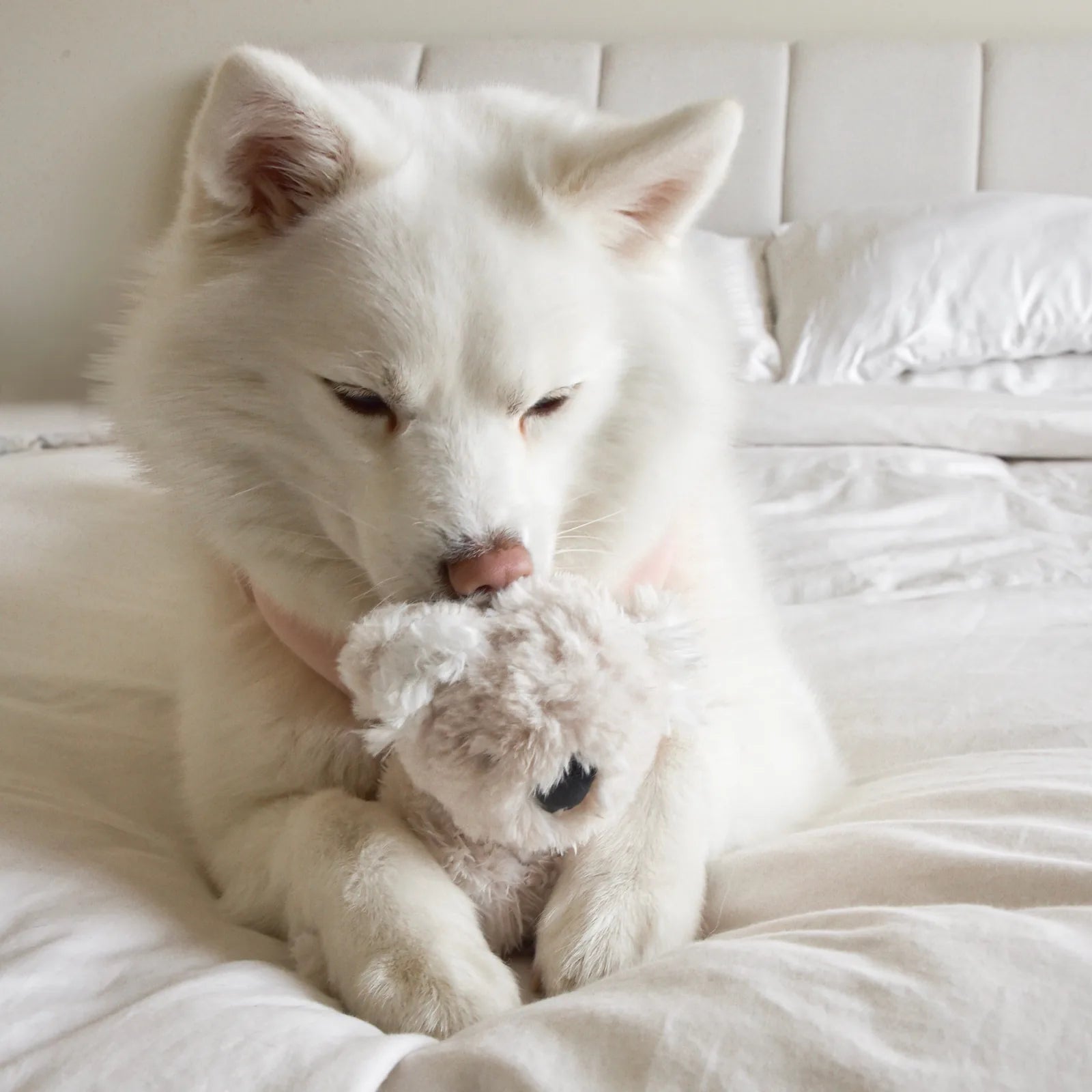A fluffy white dog cuddles a soft, plush Koko the Koala toy on a light-colored bedspread.