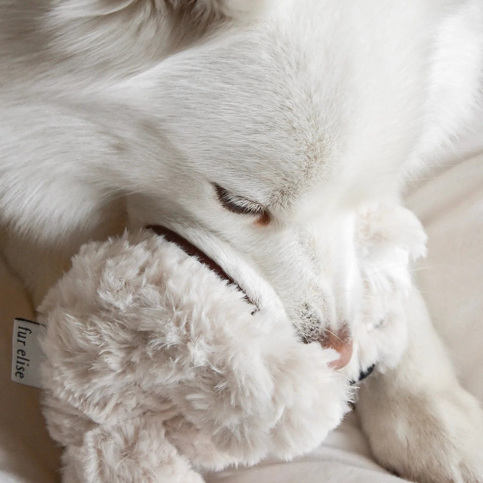 White dog cuddles a soft, plush Koko Koala toy with crinkly ears, showcasing its cozy faux fur and playful design.
