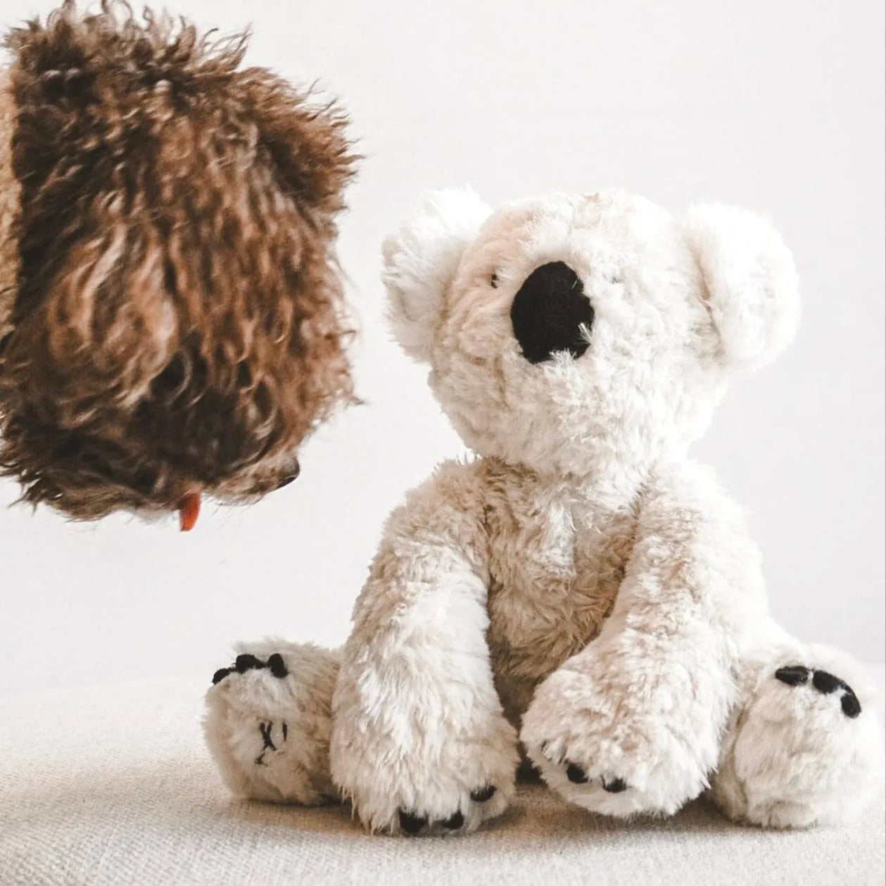 A fluffy white koala plush toy sits on a light surface, as a brown dog curiously leans toward it.