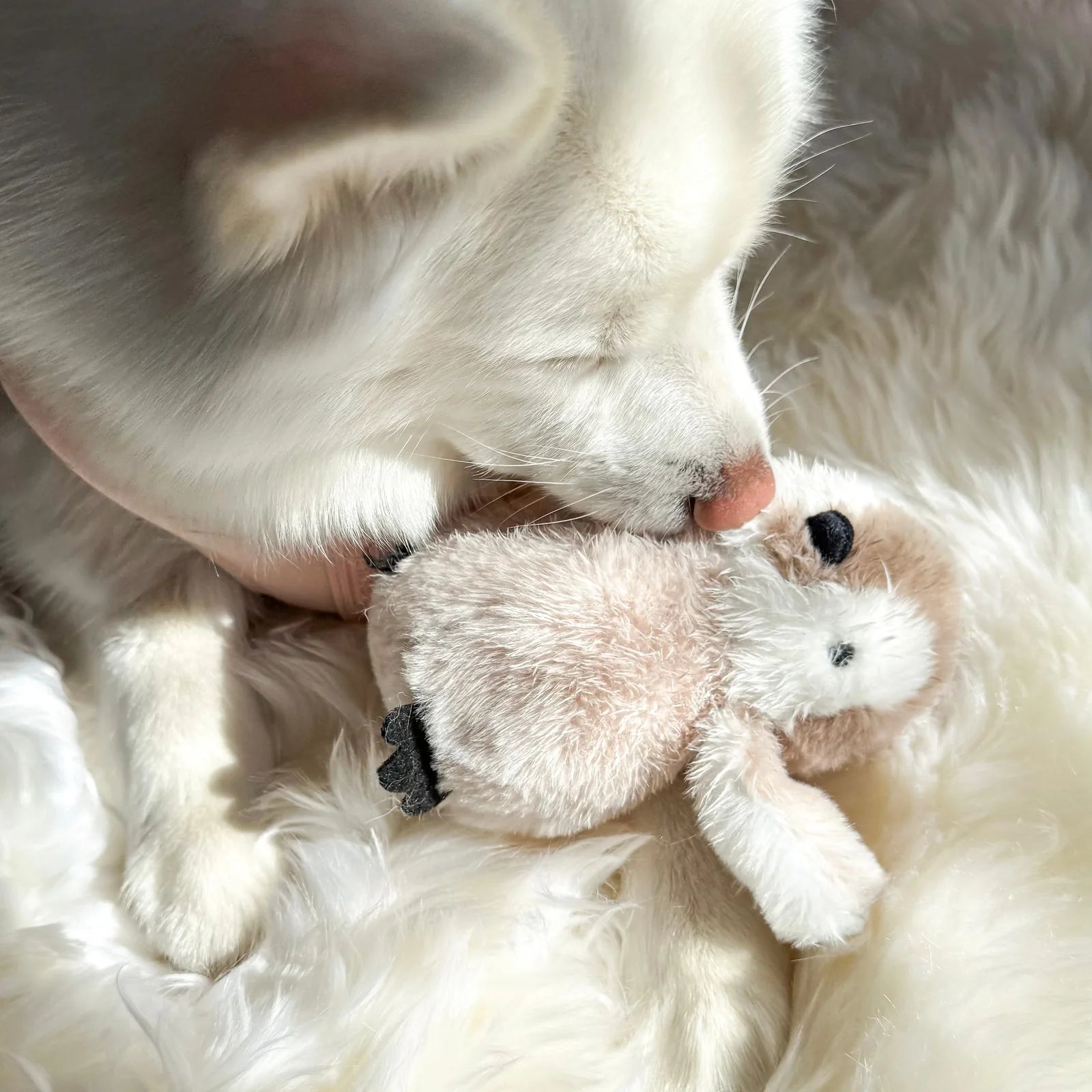 Soft plush Pegy the Penguin toy being gently nuzzled by a dog on a fluffy white surface.