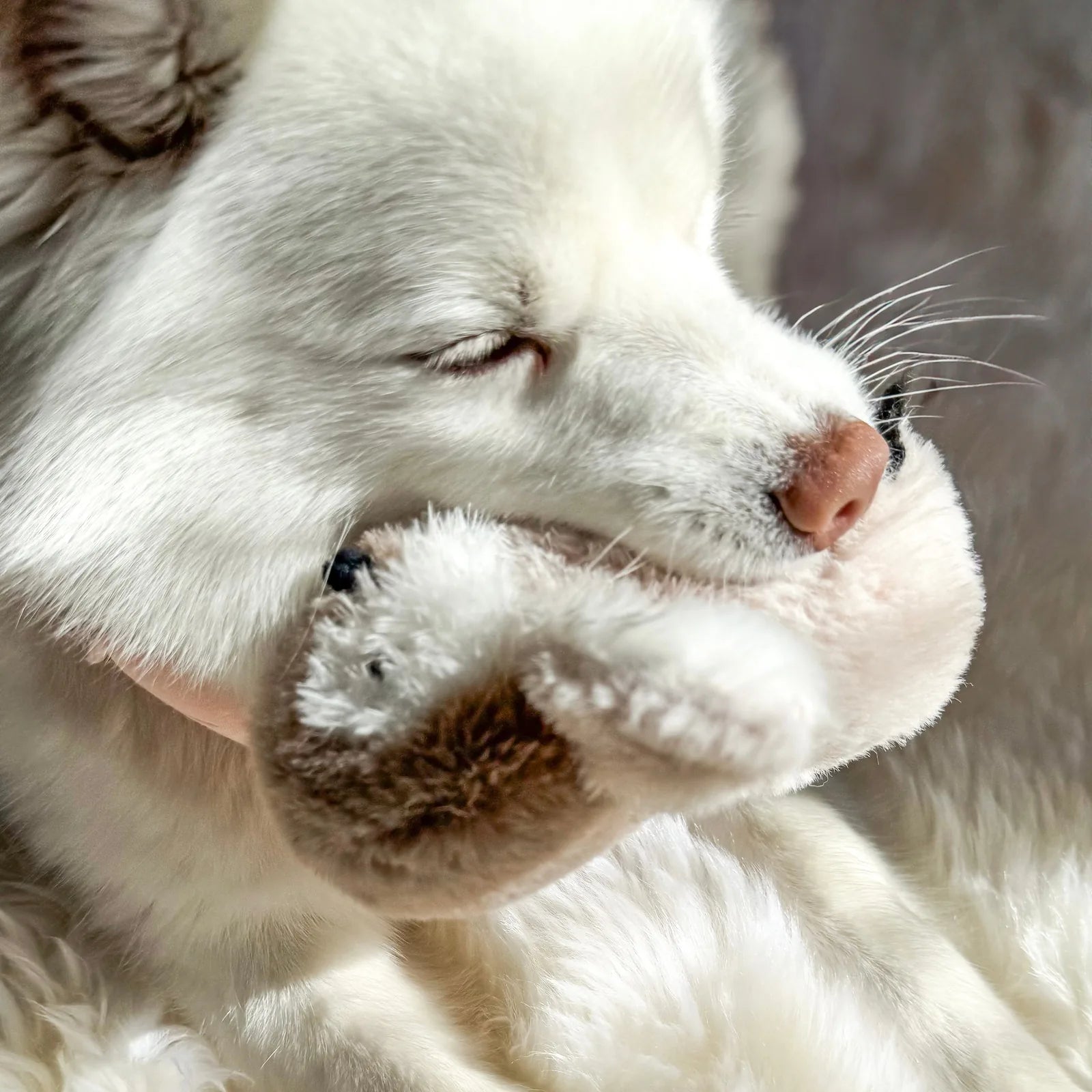 White dog softly cuddles a Mini Pegy the Penguin plush toy with crinkly wings and a gentle jingle, enjoying playtime.