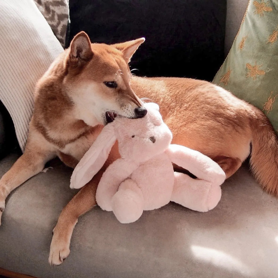 Shiba Inu playfully interacting with a soft pink rabbit plush toy on a cozy couch, showcasing comfort and fun.