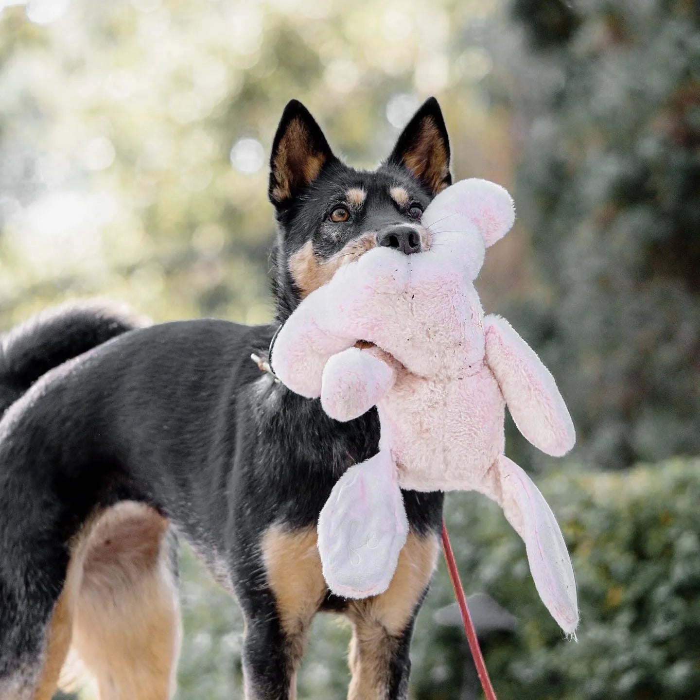 Black and tan dog holding a soft, pink Ruby rabbit plush toy in its mouth, surrounded by greenery.