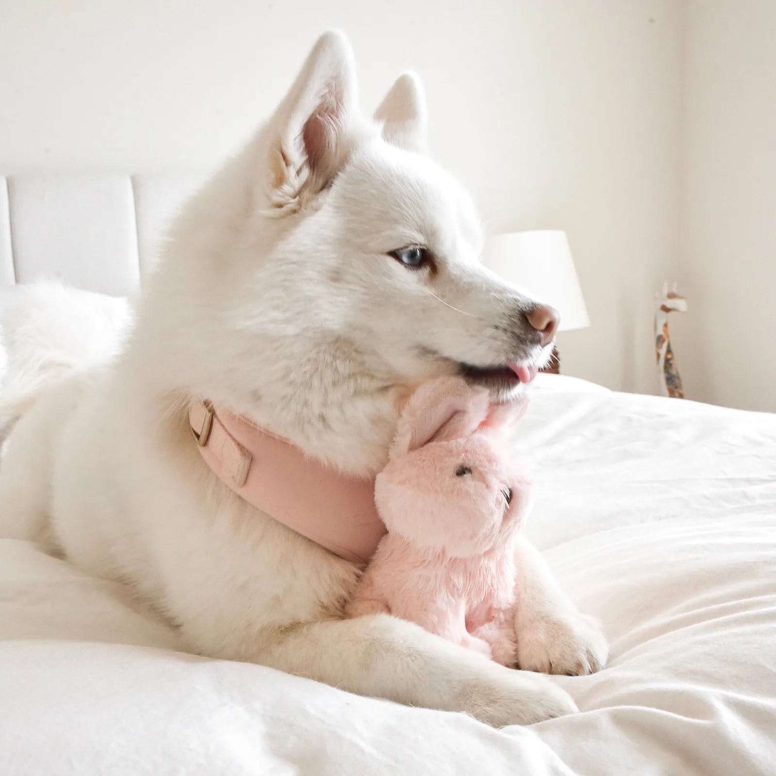 White dog cuddles a soft pink plush rabbit toy on a light-colored bed, showcasing its playful and snuggly design.