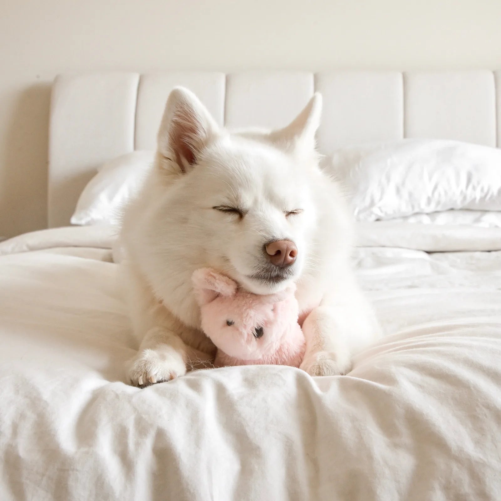 White dog snuggling a soft pink plush toy on a cozy white bed, enjoying playtime with the Fur Elise Ruby Mini.
