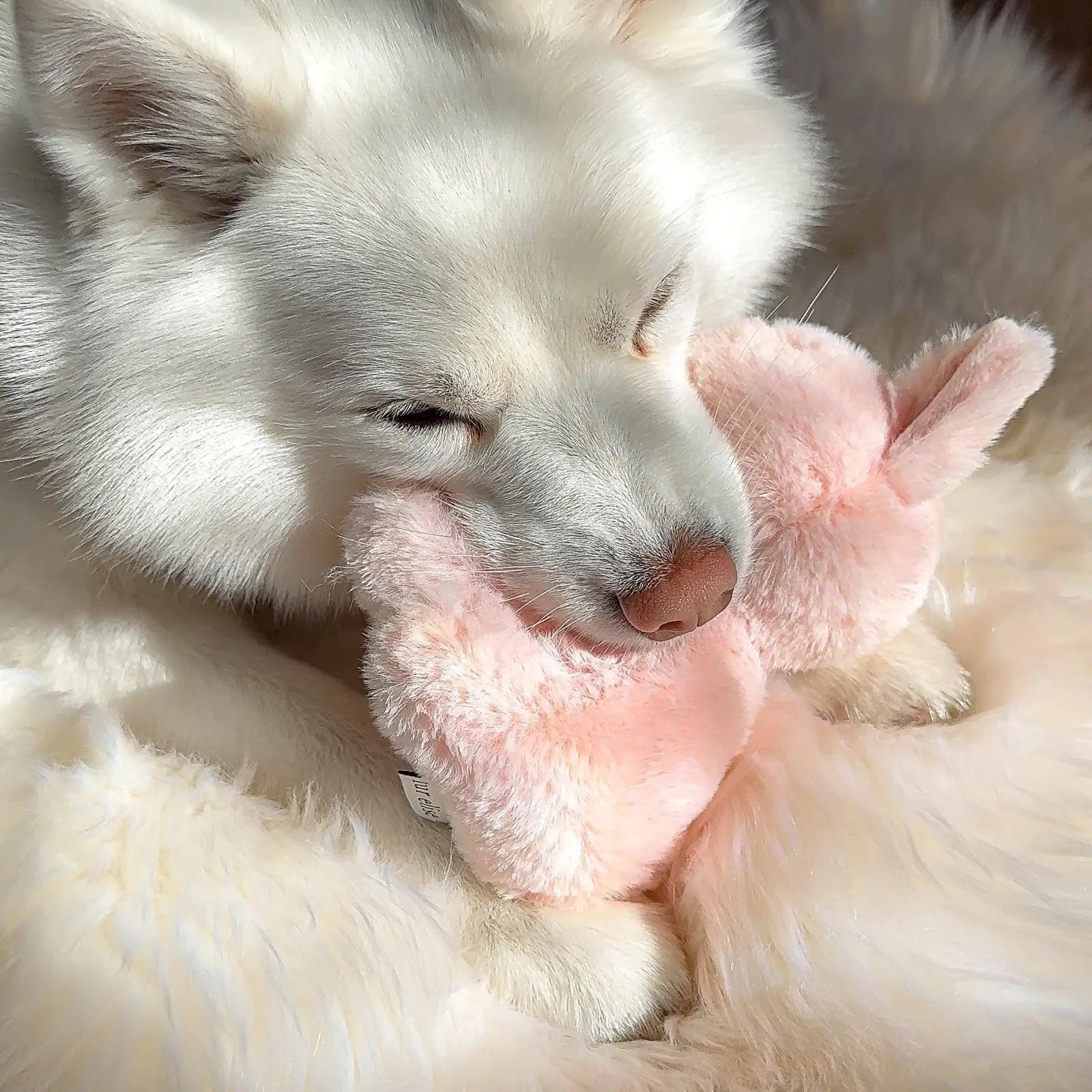 White dog cuddles a soft, pink plush toy on a fluffy blanket, showcasing comfort and playfulness.
