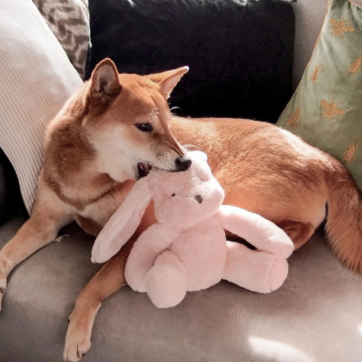 Shiba Inu gently chewing on a soft pink plush rabbit toy while lounging on a couch.