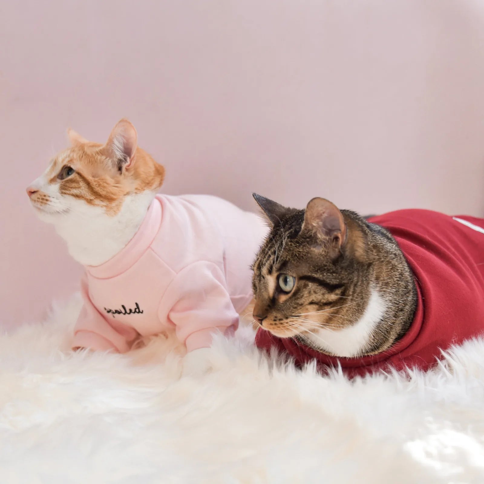 Blush fleece shirt with "spoiled" embroidery on a cat, paired with a brown tabby in a red shirt, lounging on soft fur.