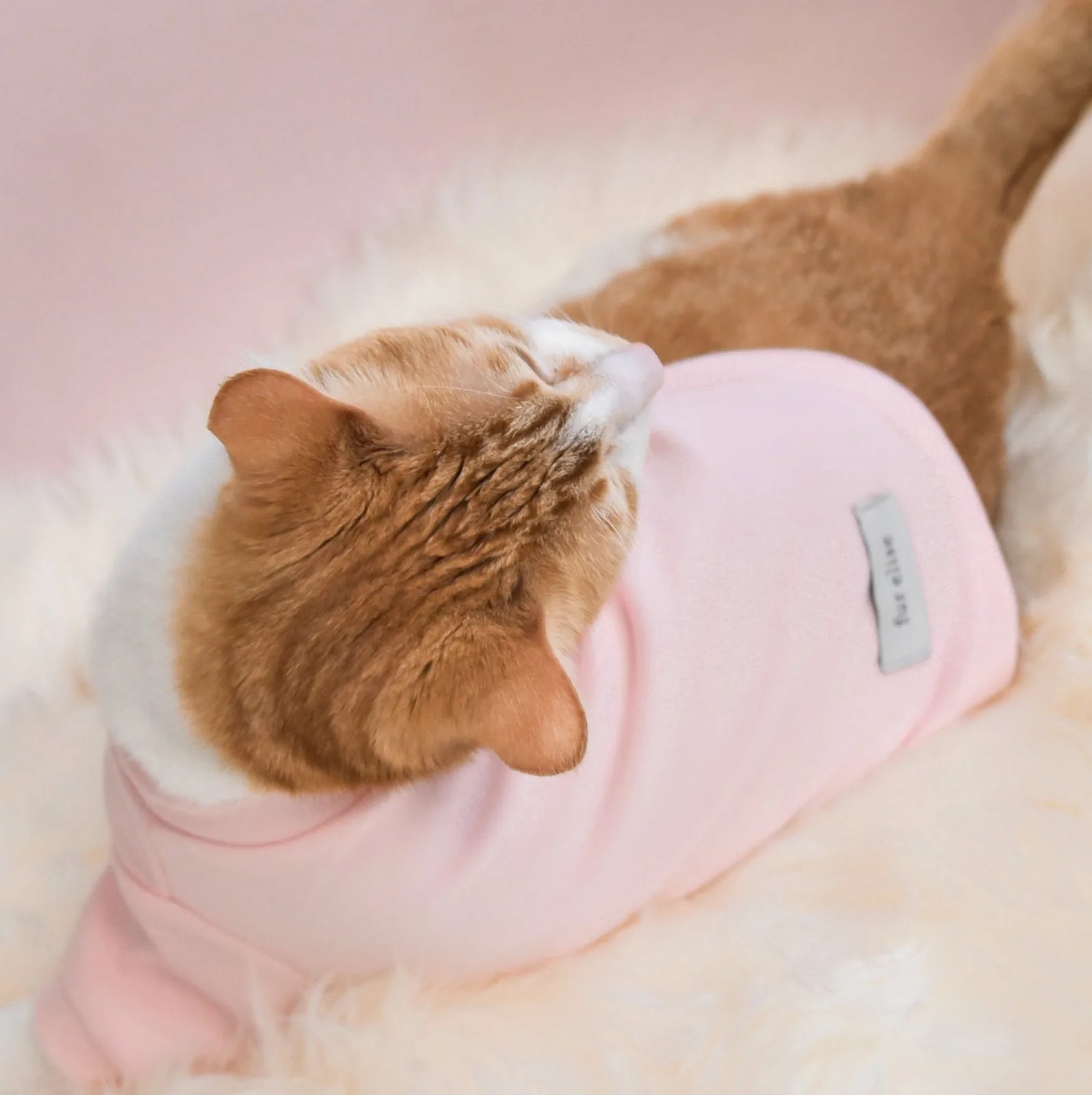 Cozy blush fleece dog shirt with embroidered "spoiled" text, designed for comfort and style.