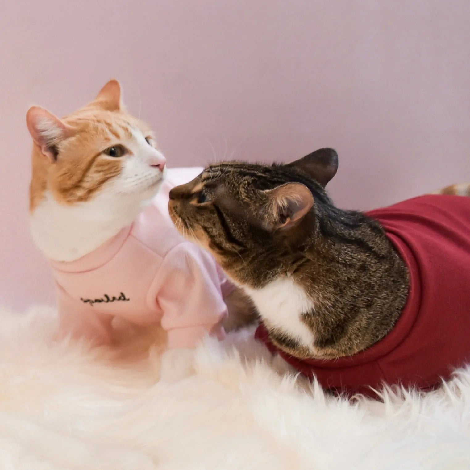 Blush pink dog shirt with "spoiled" embroidery, worn by a cat, alongside a cat in a red shirt on soft white fur.
