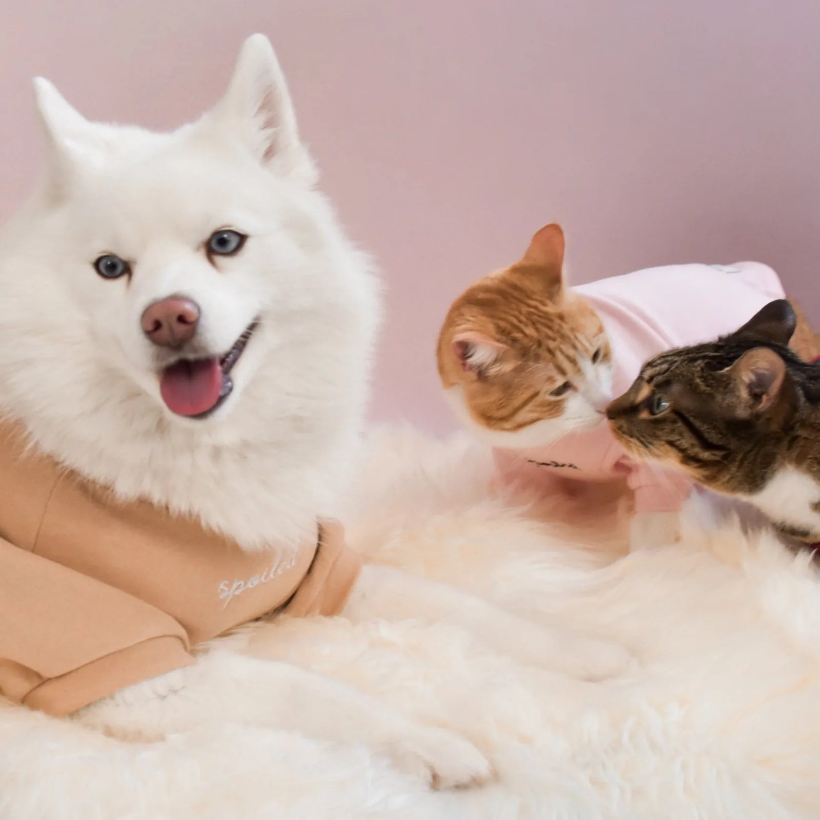 Blush fleece dog shirt with "spoiled" embroidery, worn by a smiling white dog, with two cats nearby on a fluffy backdrop.
