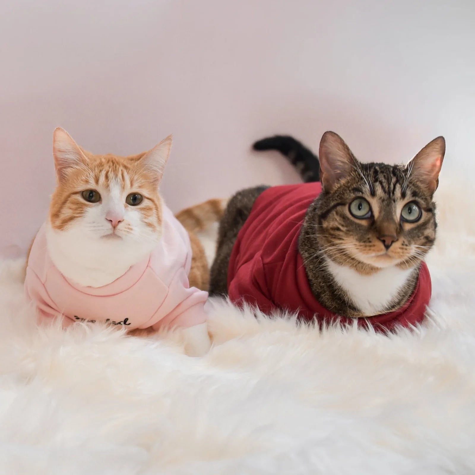 Two cats wearing cozy pet shirts, one in blush pink and the other in red, lounging on a fluffy white surface.