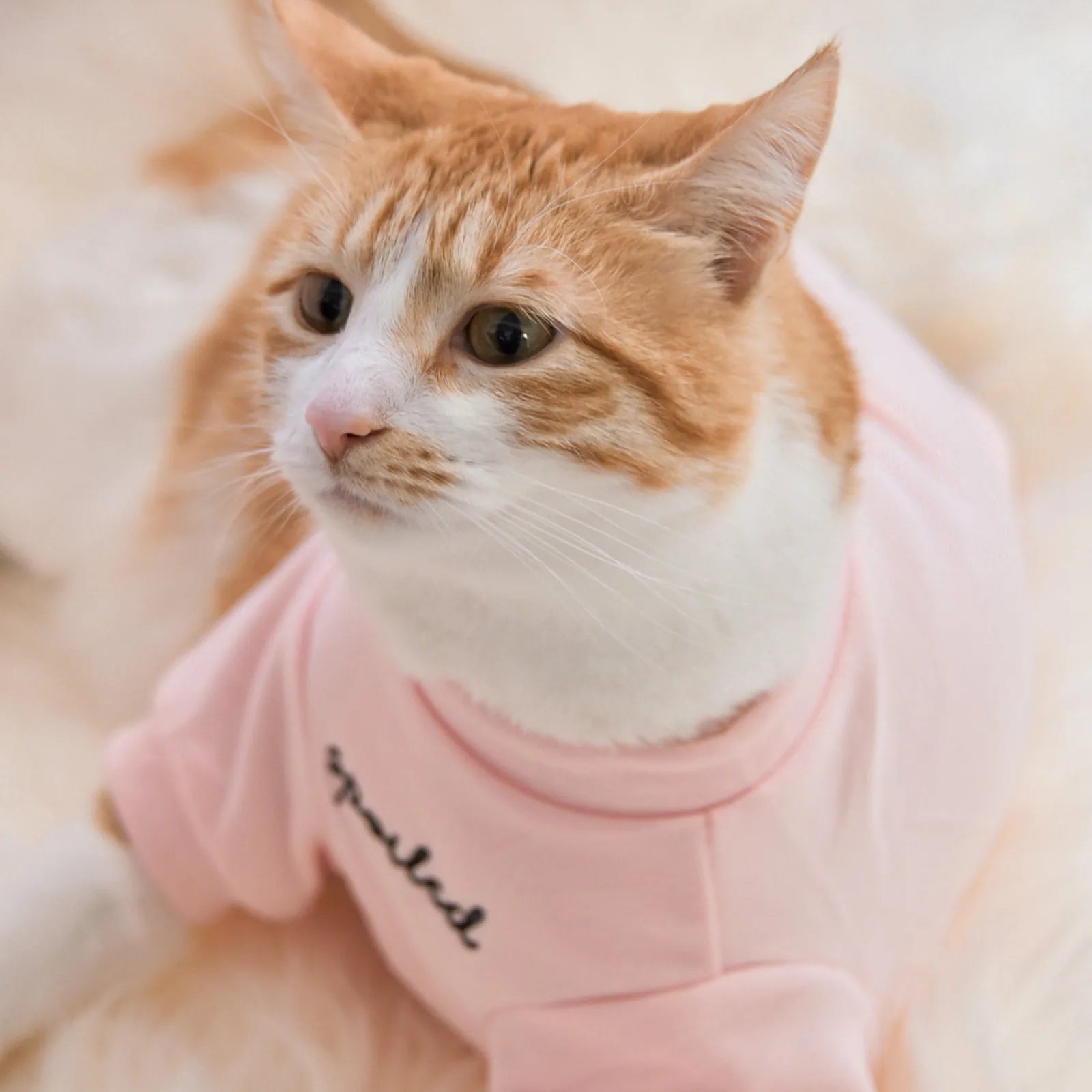 Blush pink fleece dog shirt with "spoiled" embroidery, shown on a pet relaxing on a soft surface.