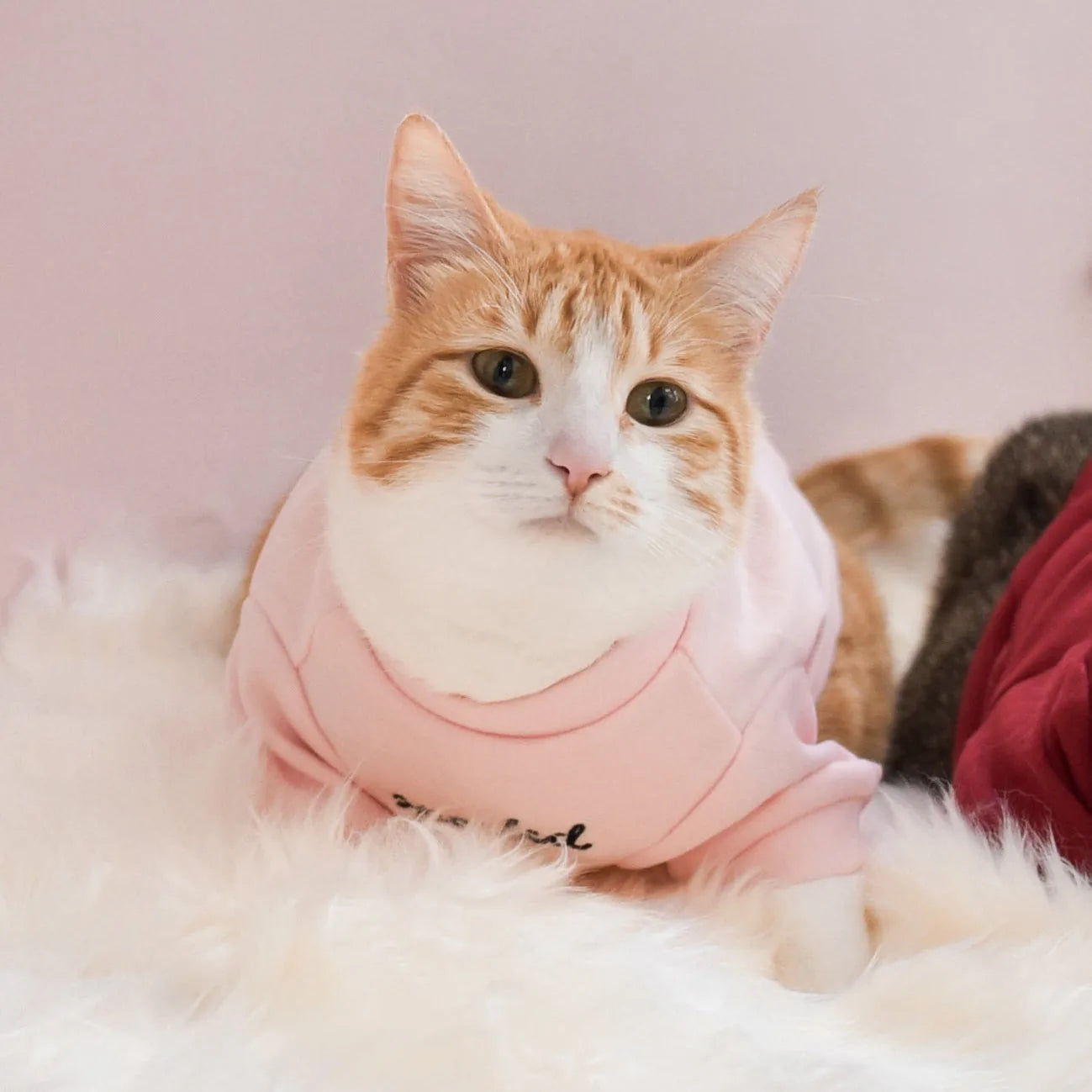 Cozy orange and white cat wearing a blush fleece mock neck shirt with embroidered "spoiled" text, resting on soft fur.