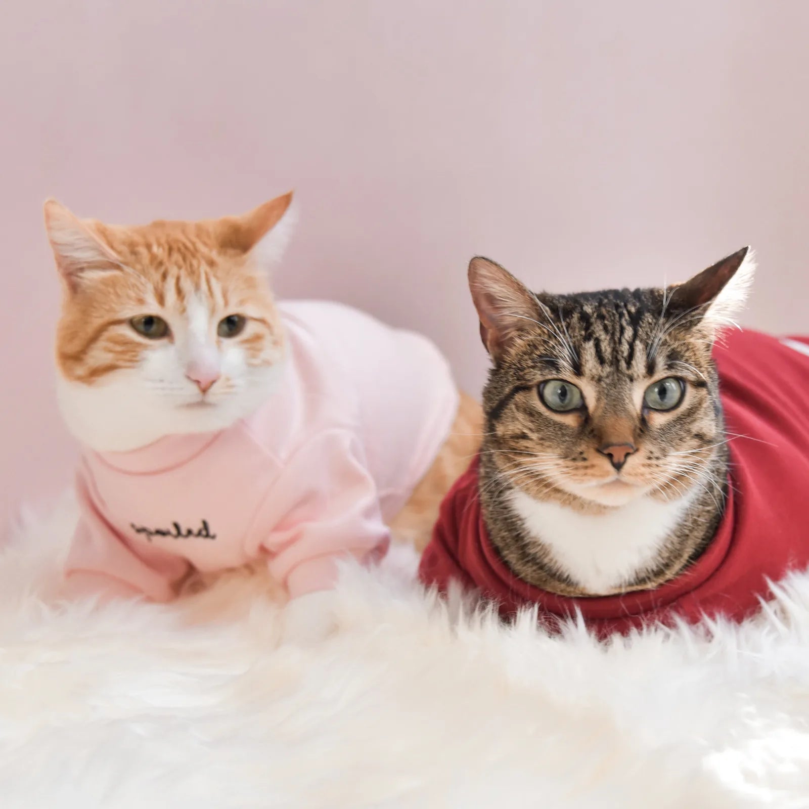 Blush pink dog shirt with "spoiled" embroidery worn by an orange and white cat, resting on soft white fur.
