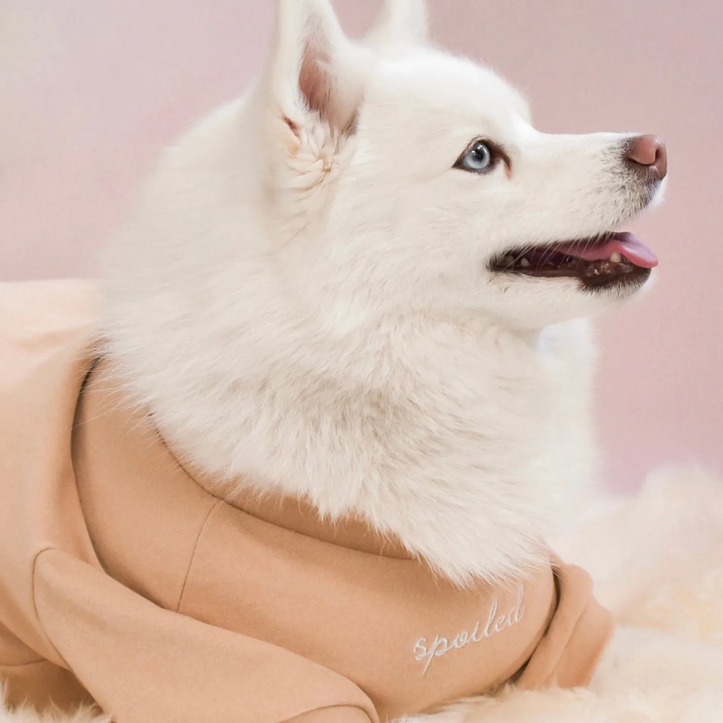 White dog wearing a latte-colored Fur Elise mock neck shirt with "spoiled" embroidery, showcasing its soft fleece material.