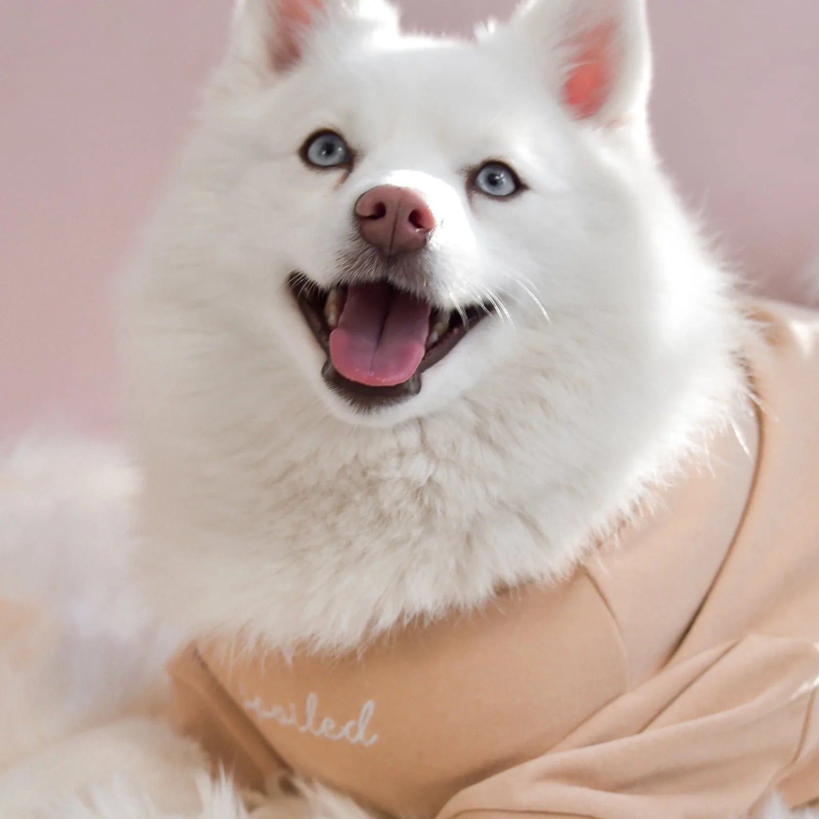 Happy white dog wearing a latte-colored mock neck fleece shirt with "spoiled" embroidery, sitting against a soft backdrop.