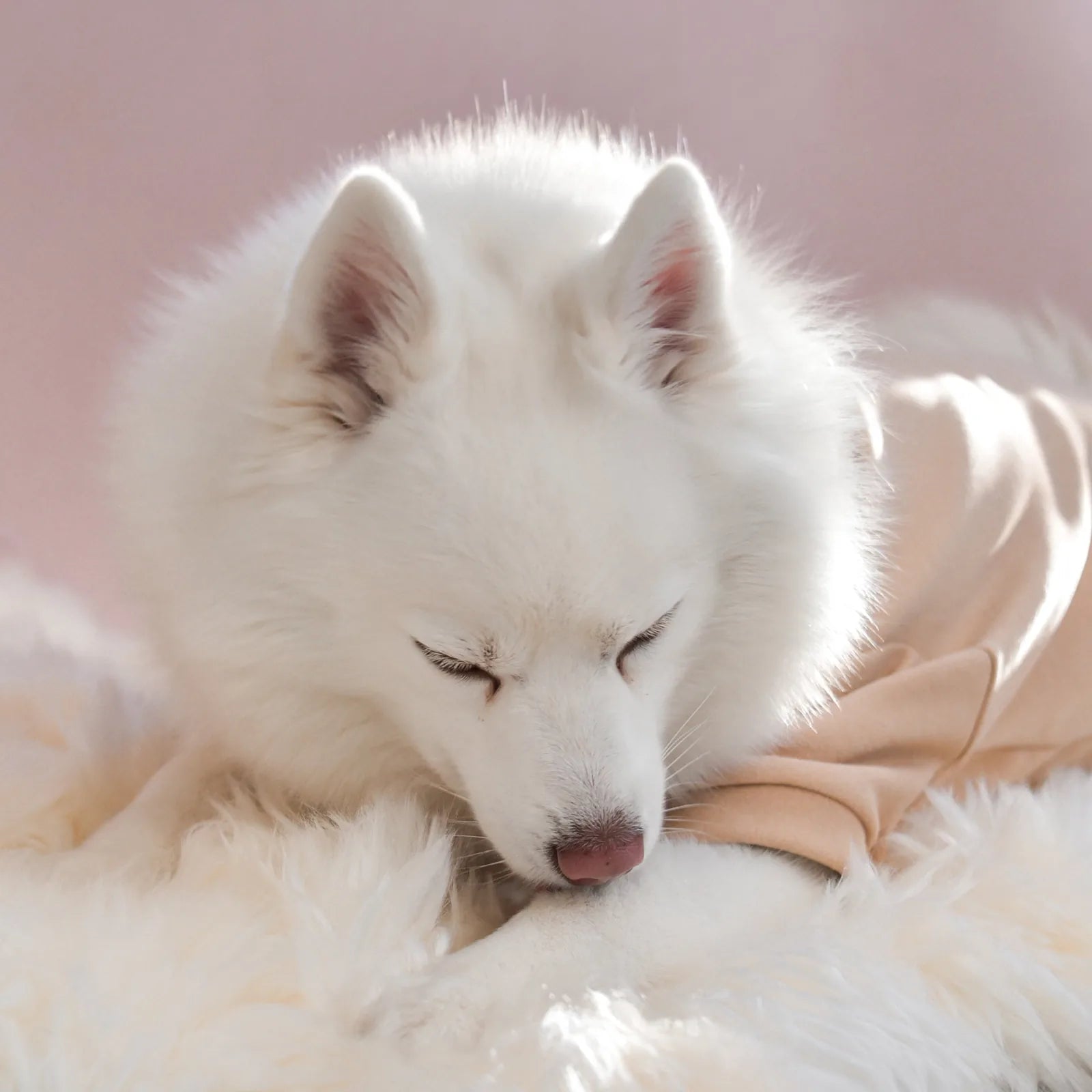 White dog resting on a fluffy surface, wearing a soft latte-colored fleece mock neck shirt from the Spoiled Sweetheart Col...