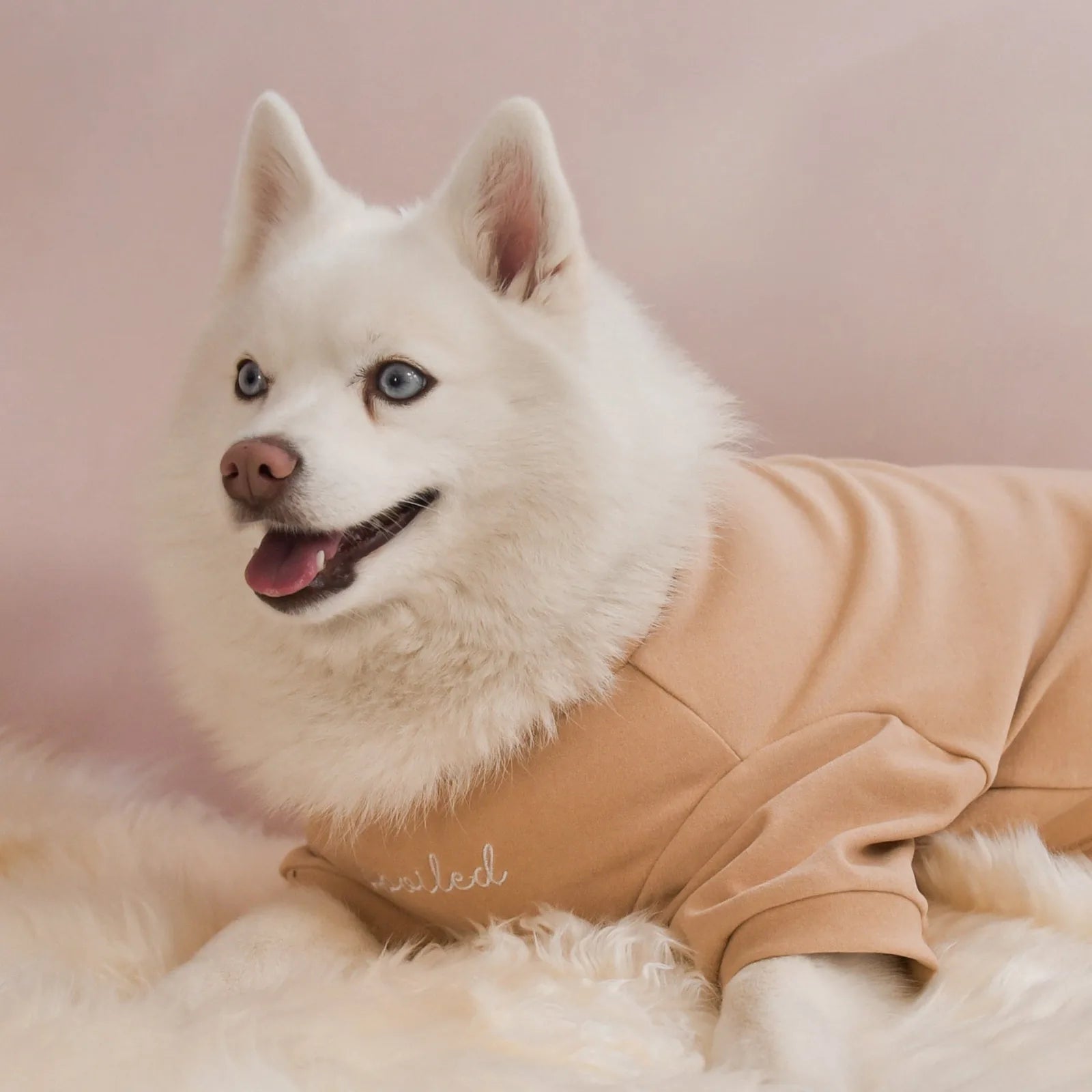 Furry white dog wearing a latte-colored fleece mock neck shirt with "spoiled" embroidery, lounging on soft fur.