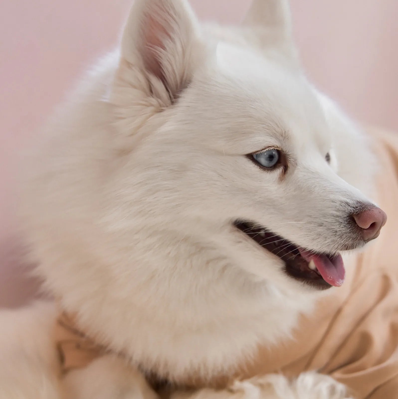 White dog wearing a soft latte-colored fleece mock neck shirt, featuring an embroidered "spoiled" detail.