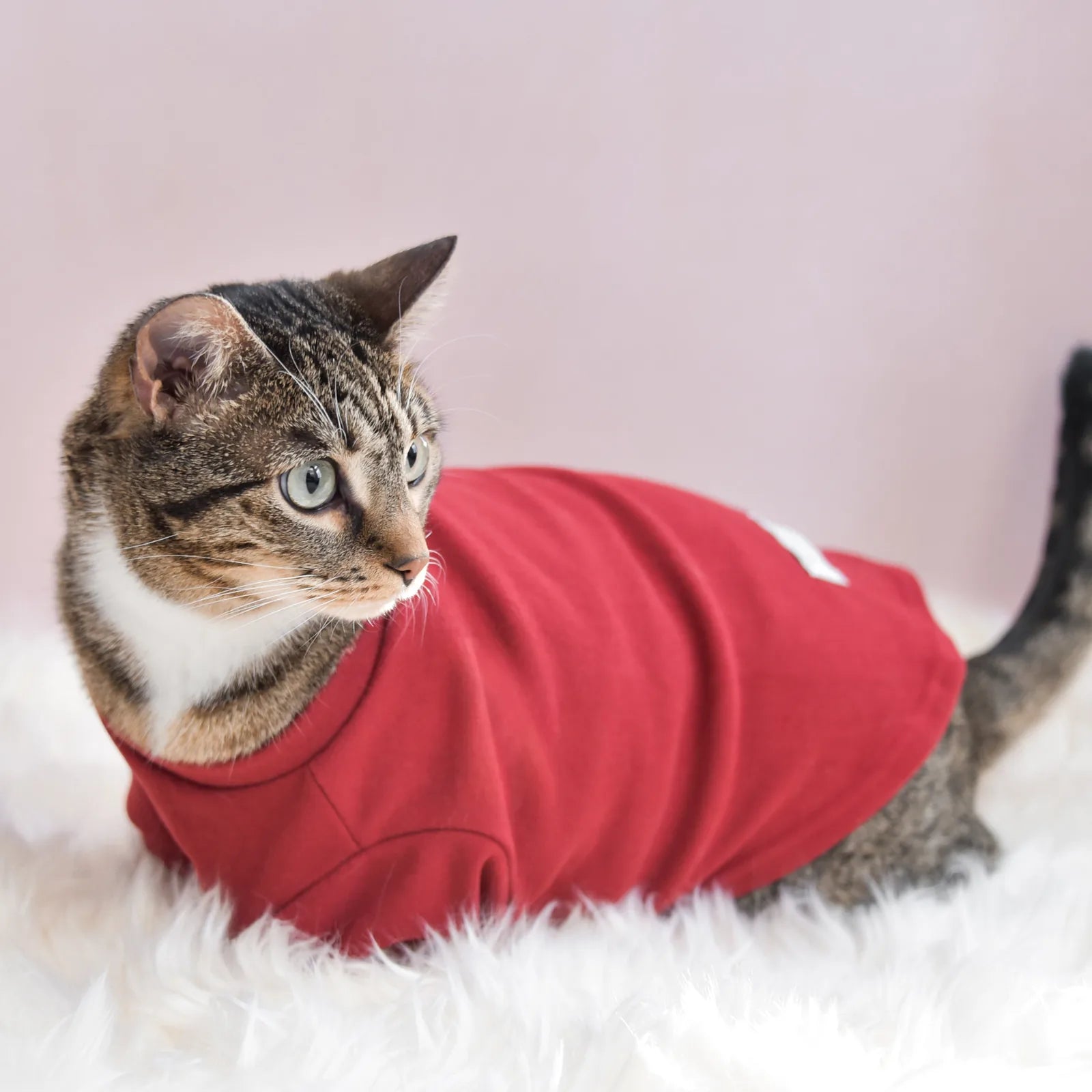 Red fleece mock neck shirt on a cat, featuring embroidered "spoiled" text, against a soft background.