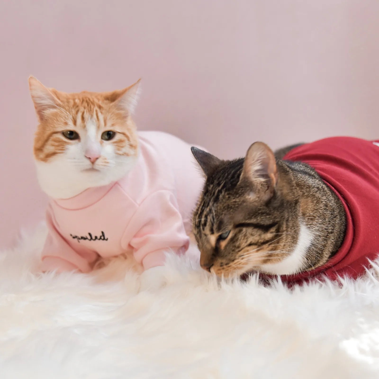 Orange and white cat in a pink "spoiled" mock neck shirt sits next to a brown tabby cat in a red shirt on soft white fur.
