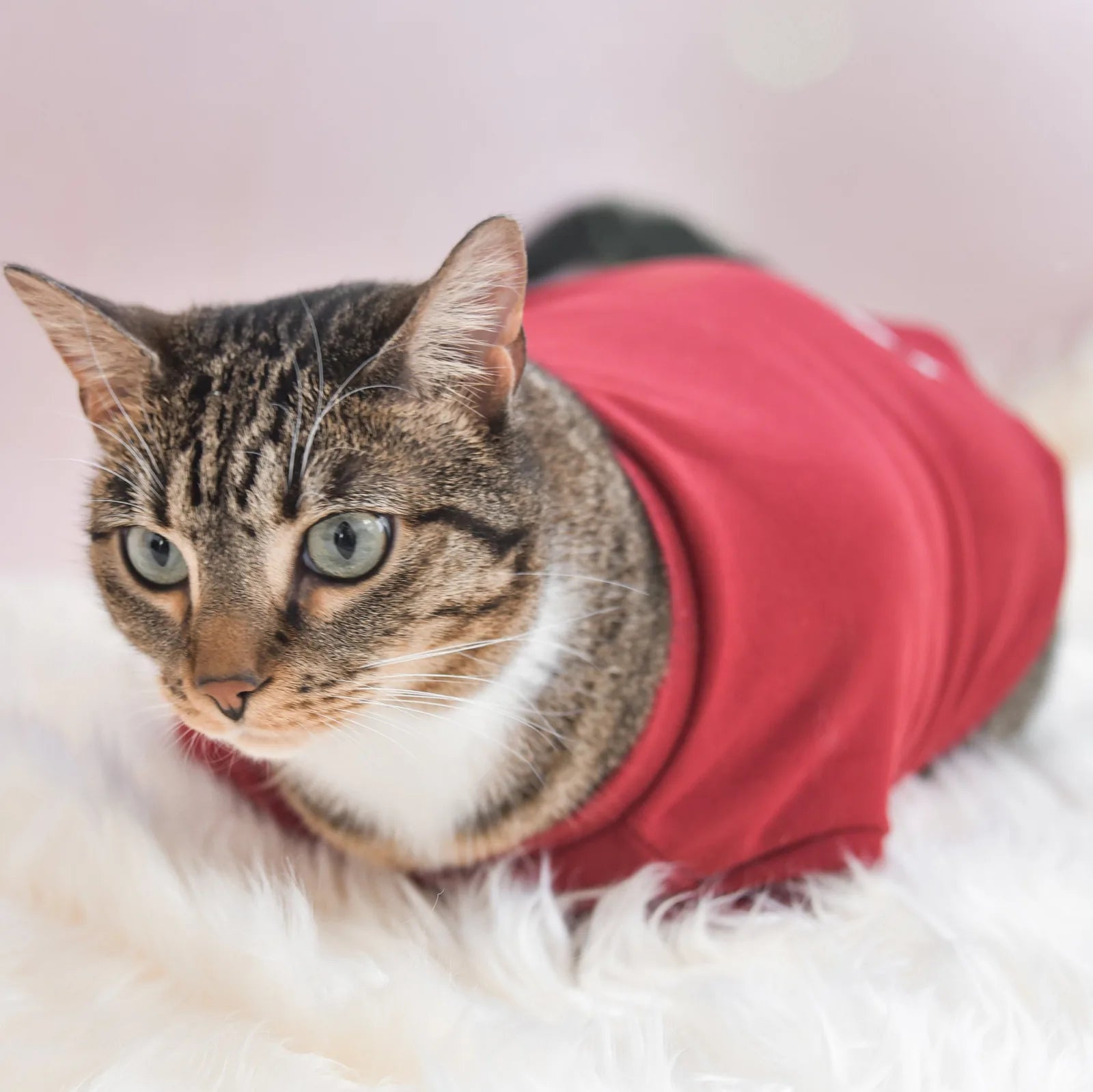 Tabby cat wearing a cozy red mock neck fleece shirt, relaxing on soft white fur.