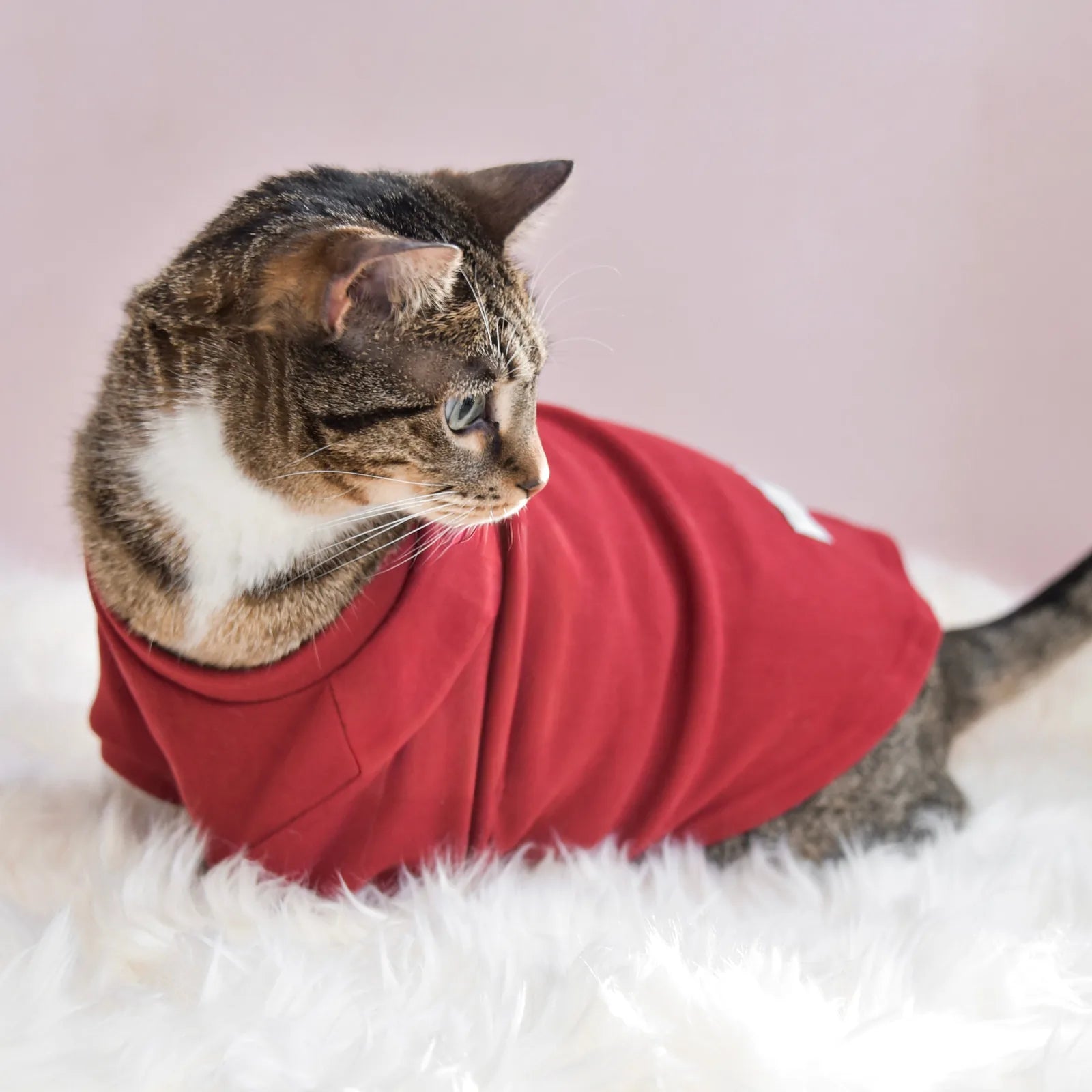 Cozy red mock neck shirt on a cat, featuring a soft fleece material and embroidered "spoiled" text, set on fluffy white fa...