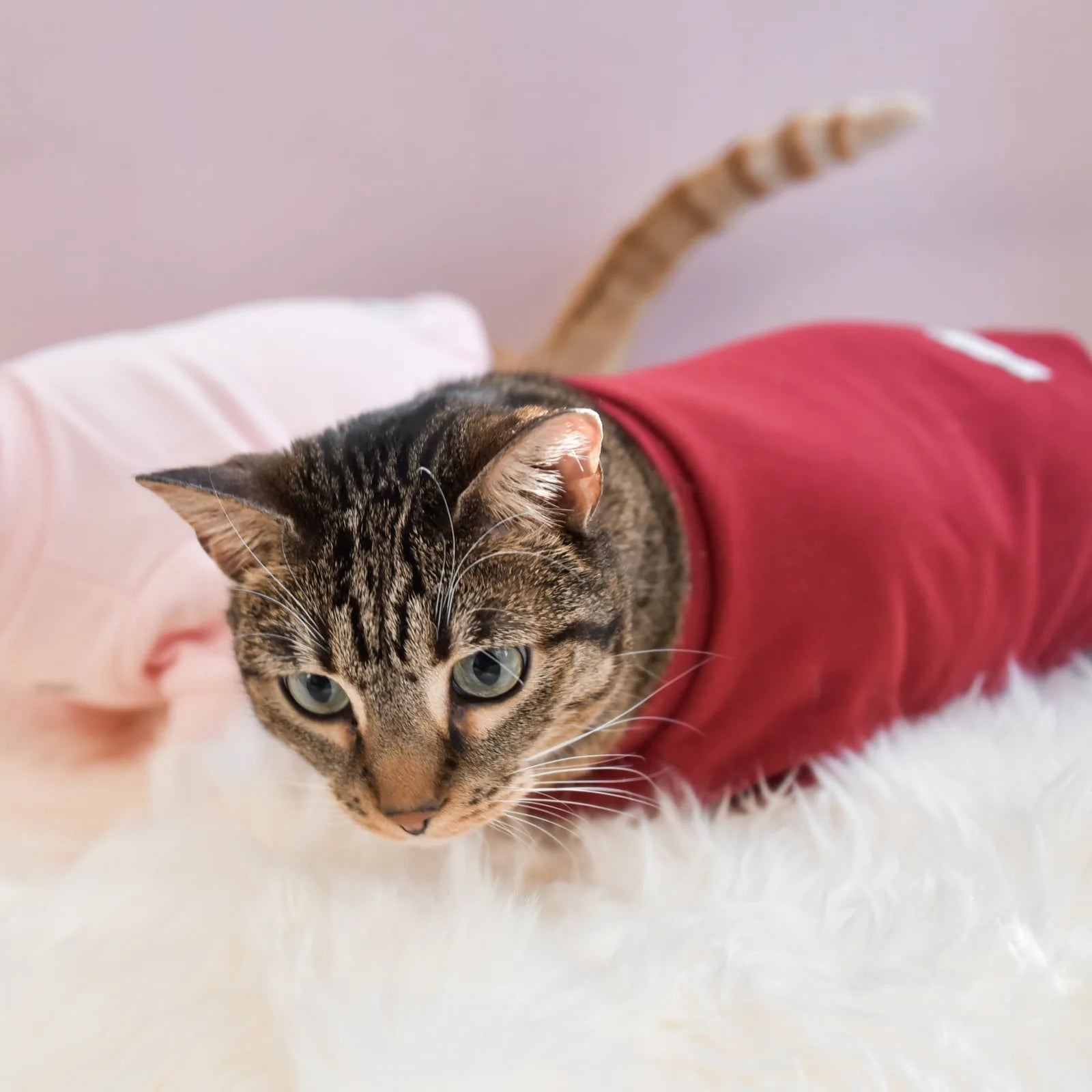 Tabby cat wearing a cozy red mock neck shirt on fluffy white fabric, showcasing a stylish and comfortable pet outfit.