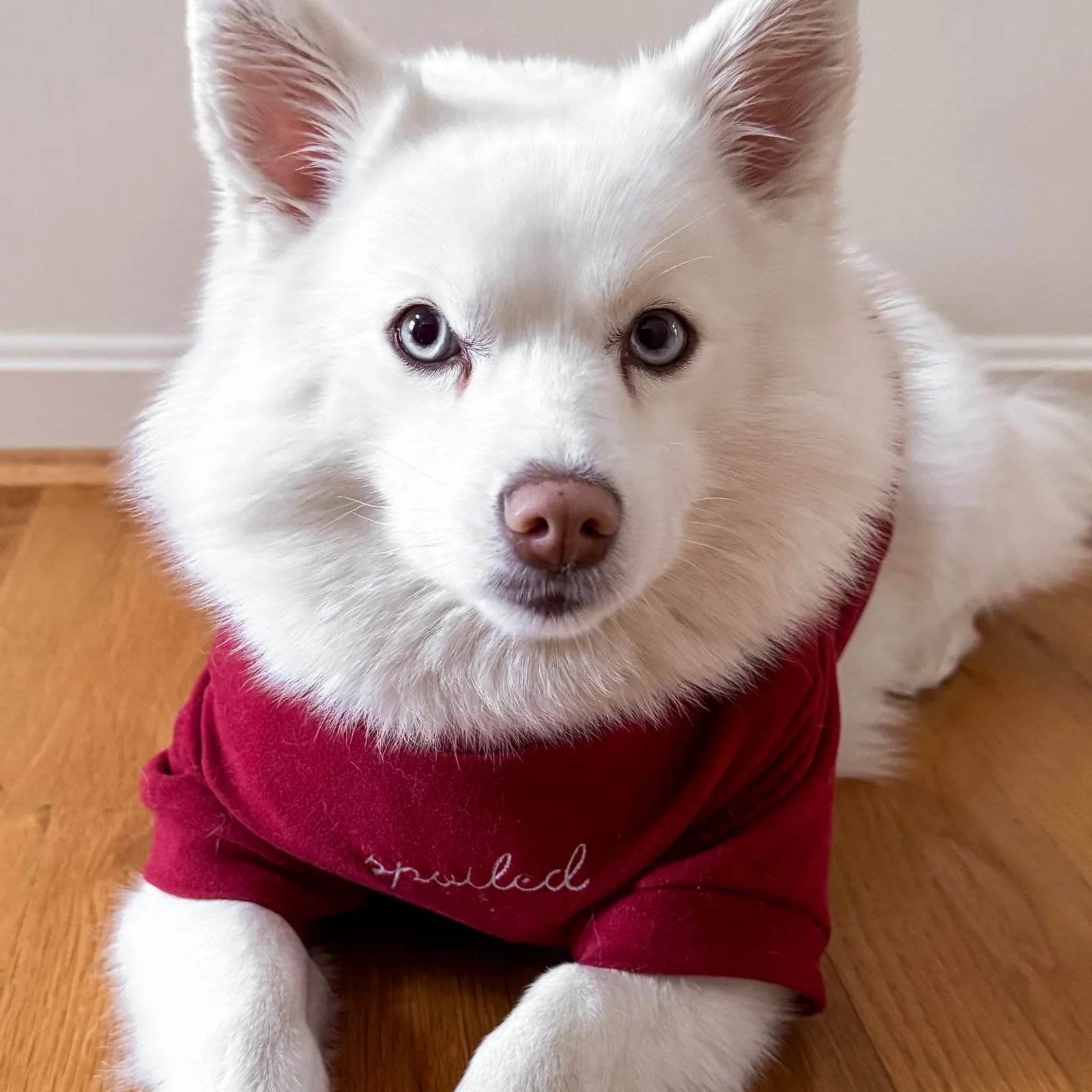White dog wearing a burgundy fleece mock neck shirt with "spoiled" text, lounging on wooden floor.