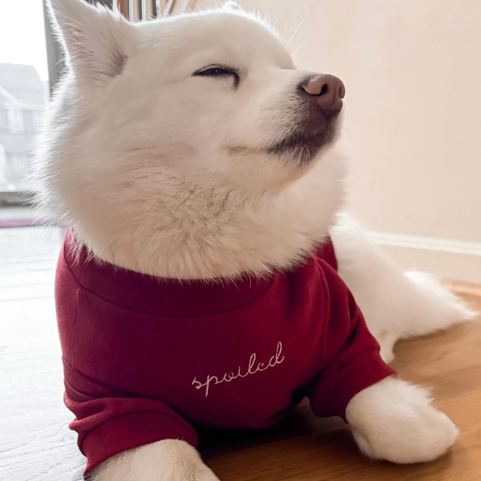 Cozy white dog wearing a burgundy fleece shirt with "spoiled" embroidered on it, relaxing indoors.