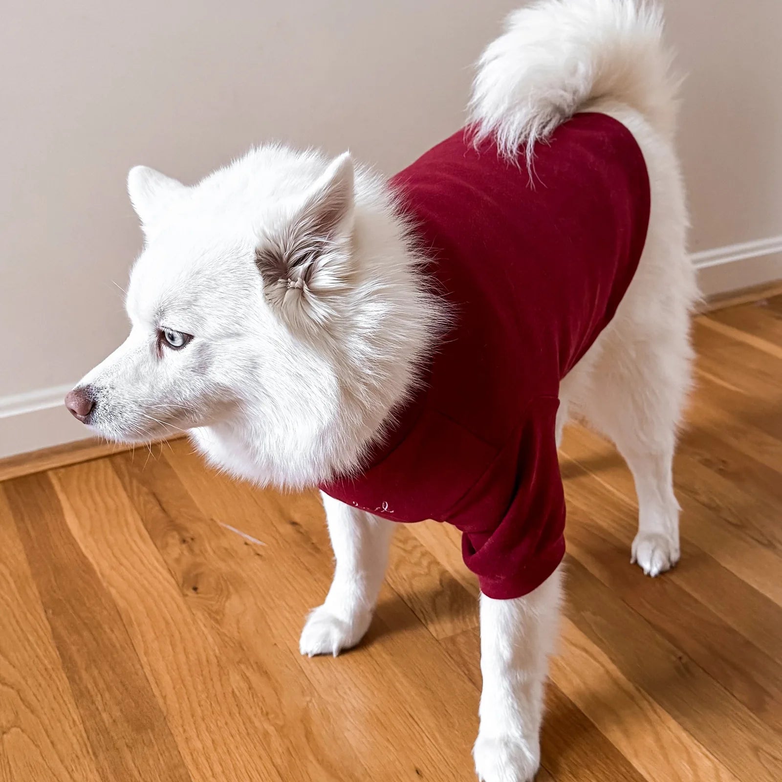 Red fleece mock neck shirt on a fluffy white dog, showcasing cozy comfort for stylish pet wear.