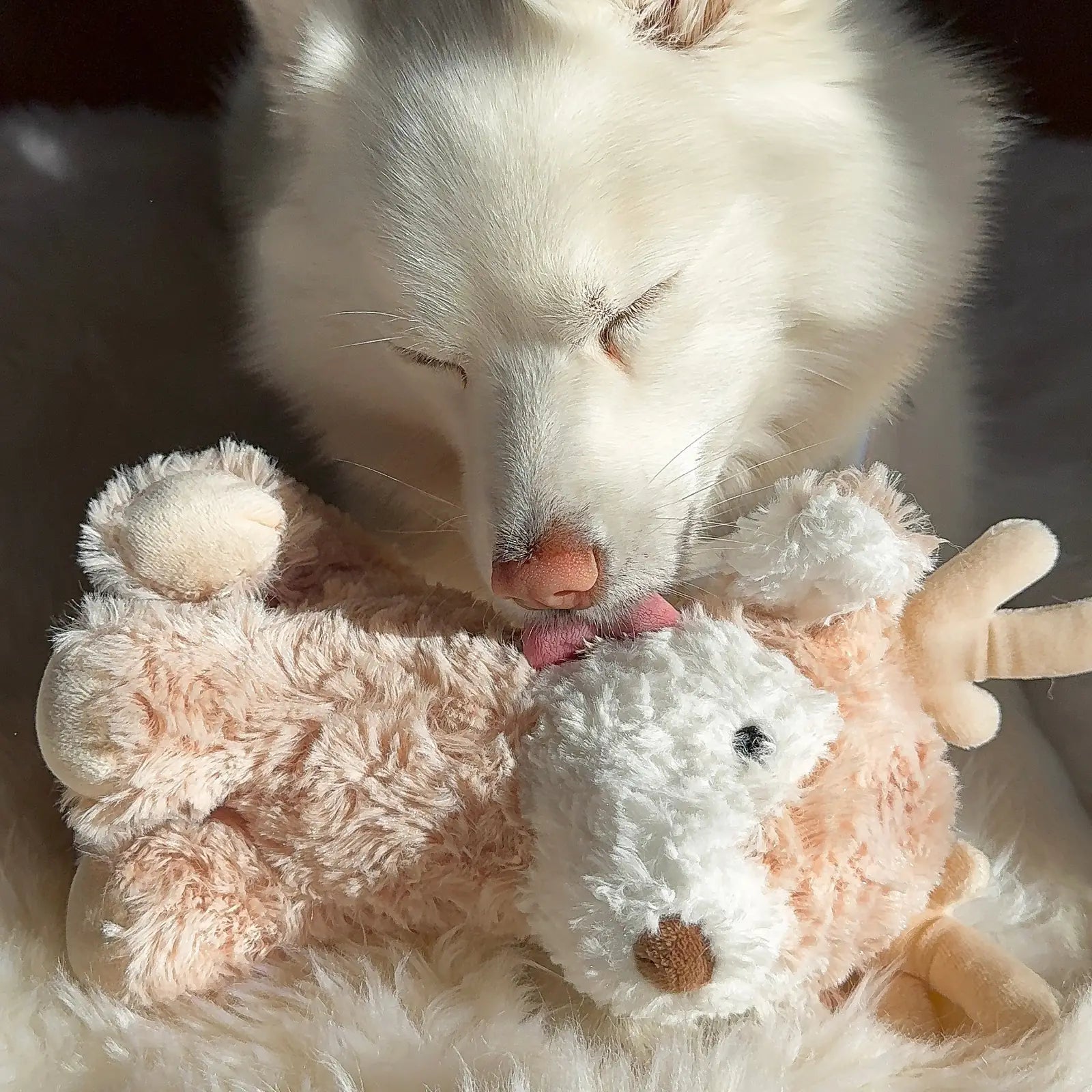 Soft plush reindeer toy with crinkly ears and squeaker, cuddled by a dog in sunlight on a fluffy surface.