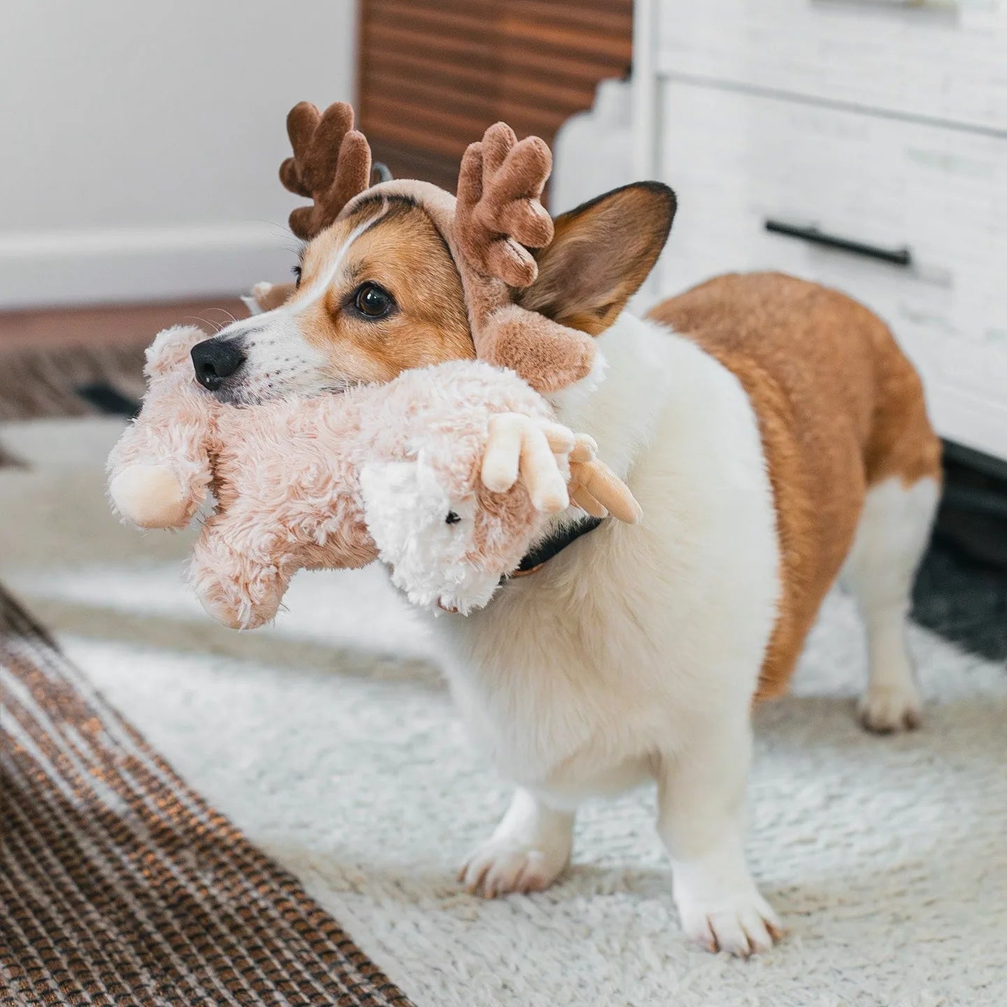Corgi wearing reindeer antlers holds a soft plush toy with antlers, showcasing its playful design and cuddly texture.
