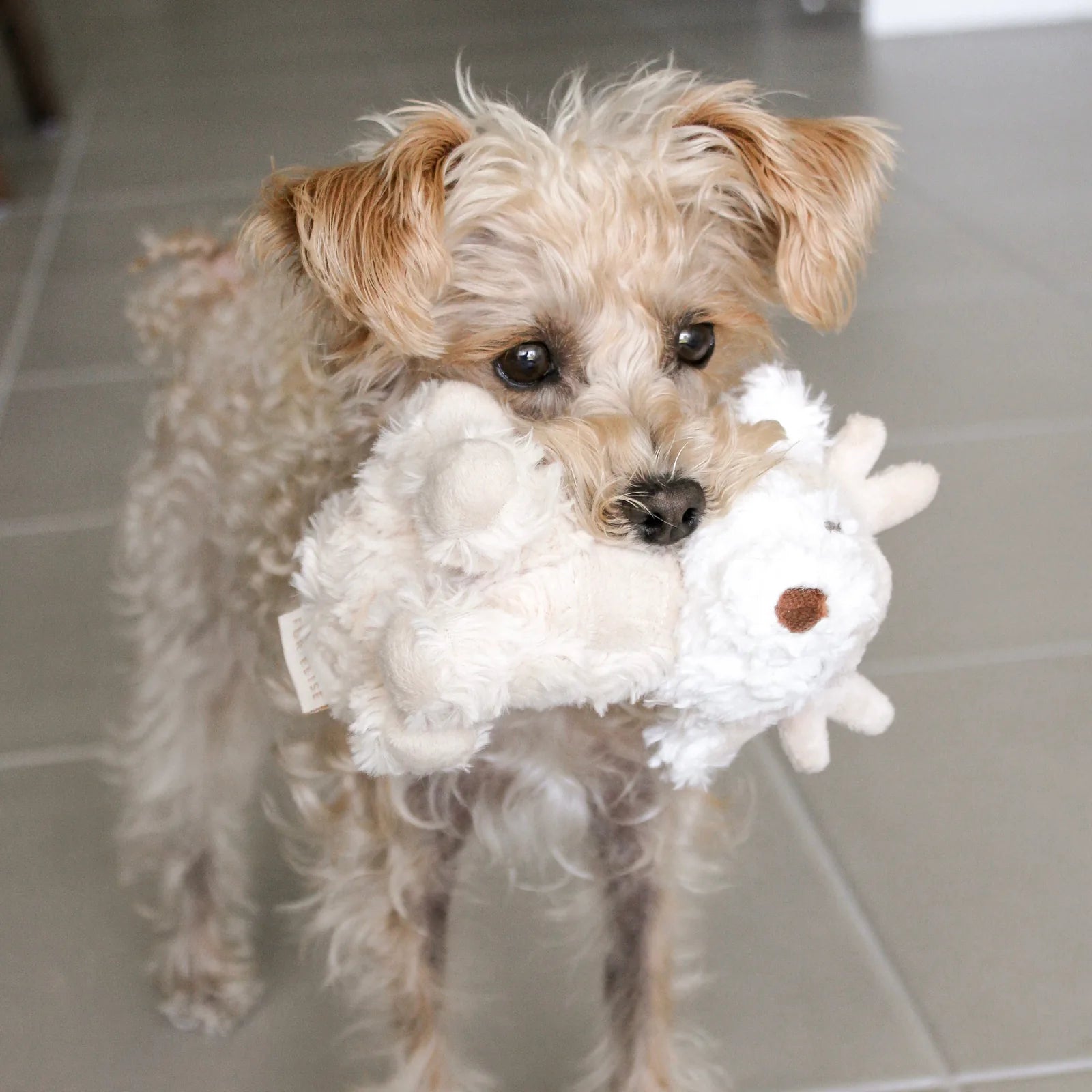 Cream-colored plush reindeer toy held by a small, fluffy dog, showcasing soft fur and playful design.