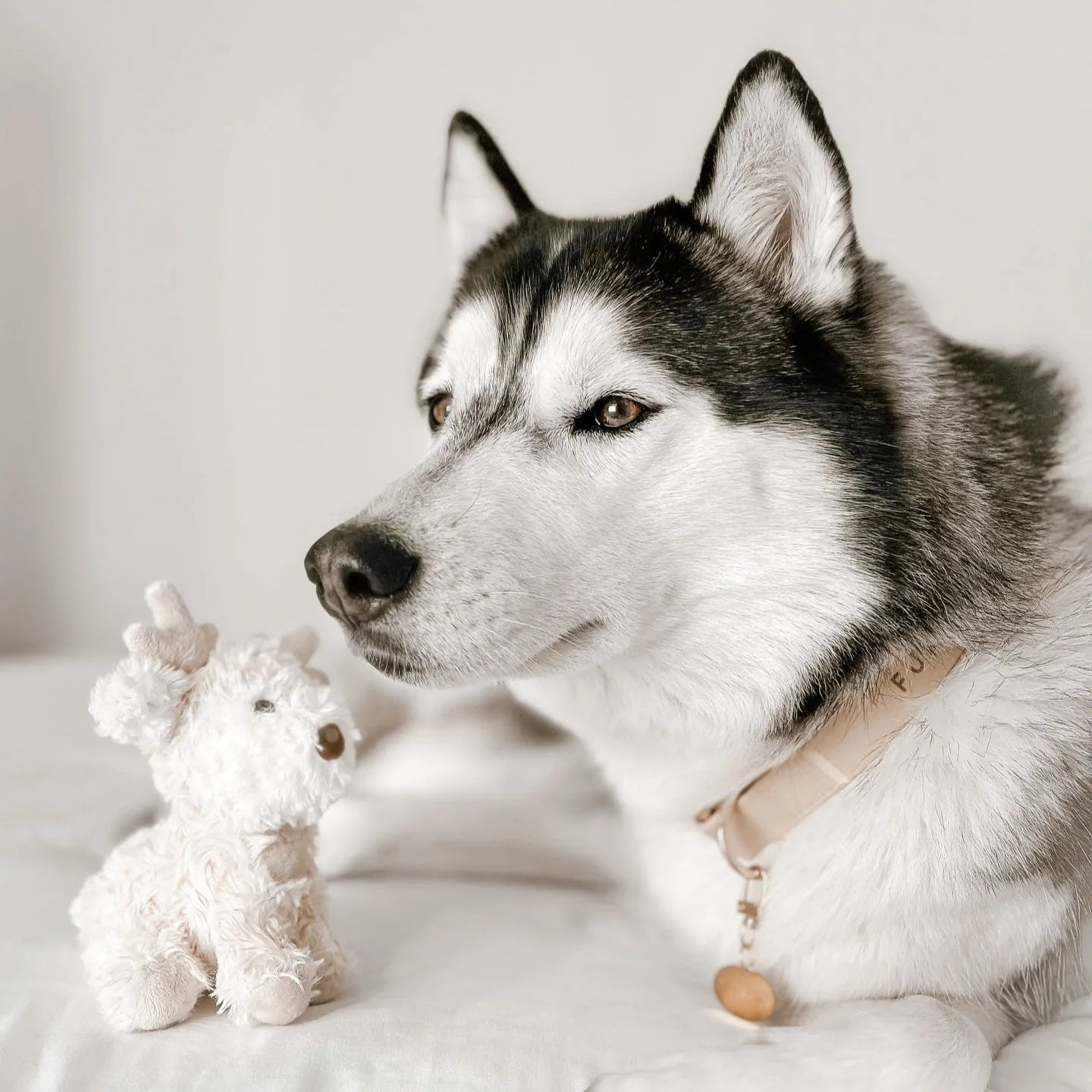 Siberian Husky next to the soft beige Vixi Reindeer plush toy with plush antlers and crinkly ears.