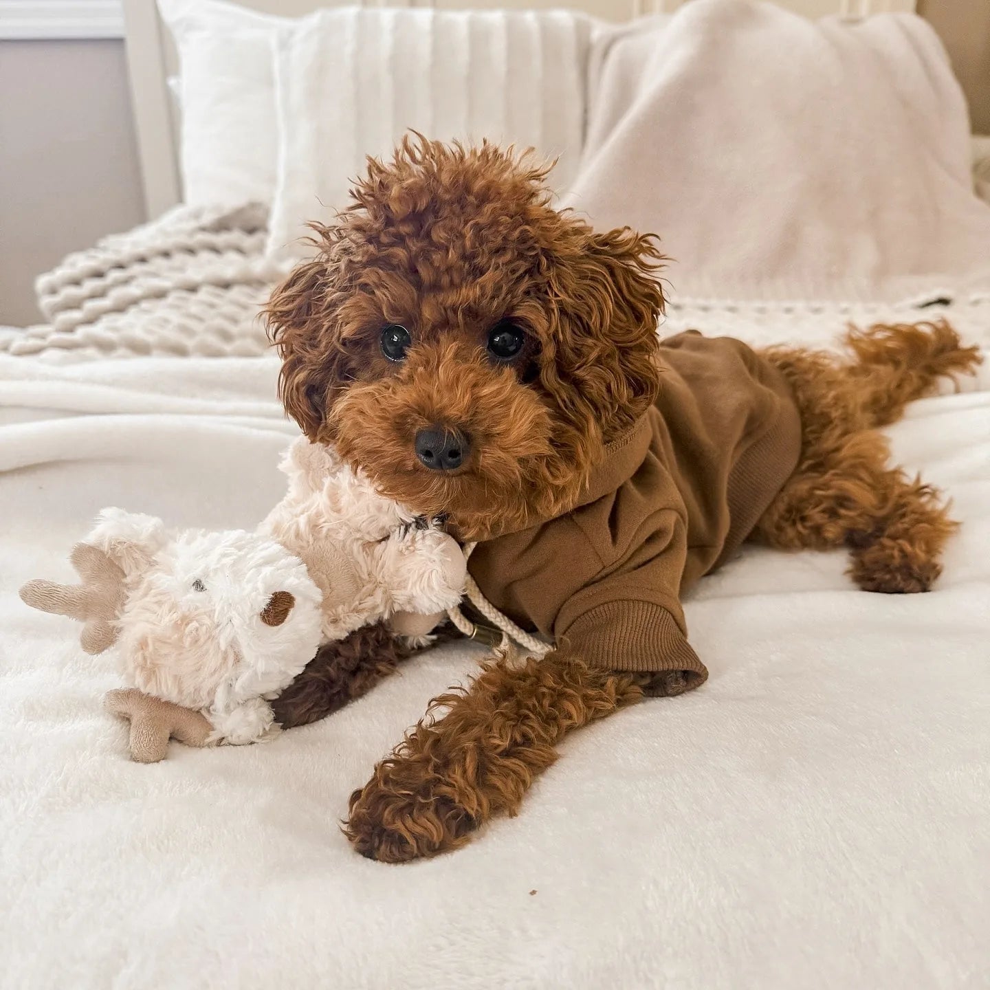 Curly-haired brown dog in a hoodie cuddles a soft, cream-colored plush toy on a cozy blanket.