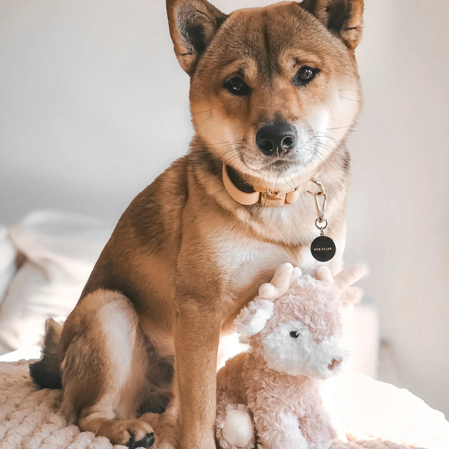 Shiba Inu sitting with a soft pink deer plush toy, featuring a white face and antlers, against a cozy background.
