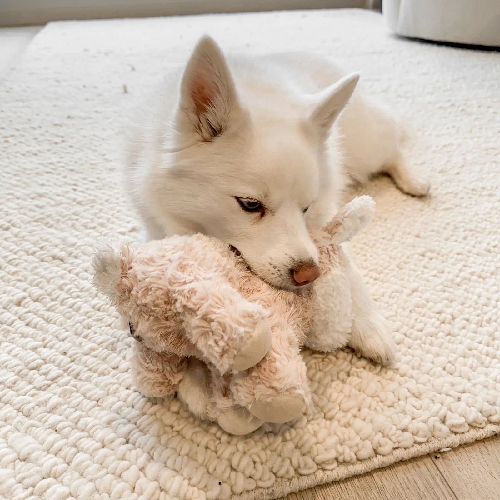 White dog gently chewing a soft, pink plush toy on a textured rug, showcasing cozy playtime with the Fur Elise Vixi Plush...