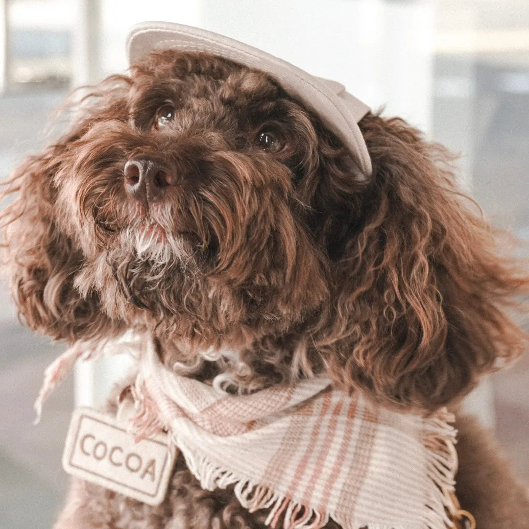 Styled brown dog wearing a light-colored baseball cap and a beige scarf with fringes, showcasing a cute and fashionable look.