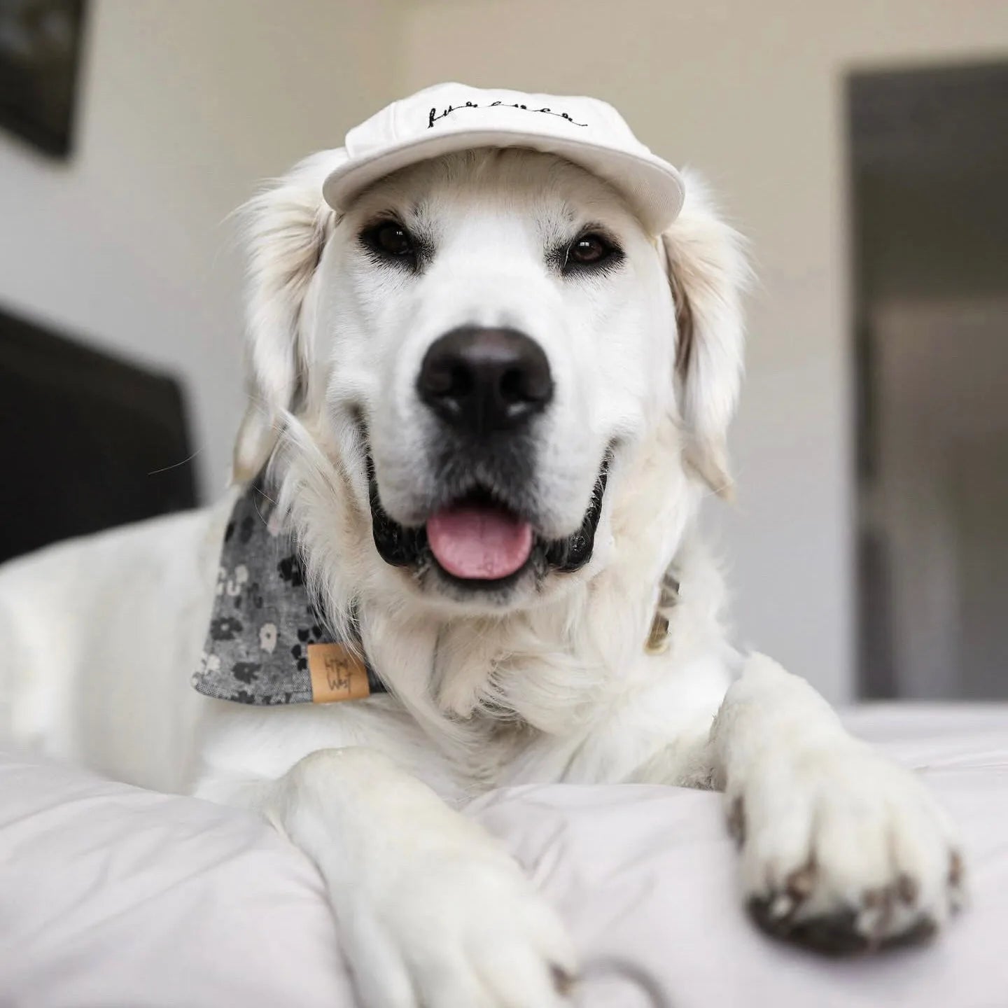 White dog wearing a lightweight cotton hat with "furever" embroidered, lying comfortably on a plush bed.