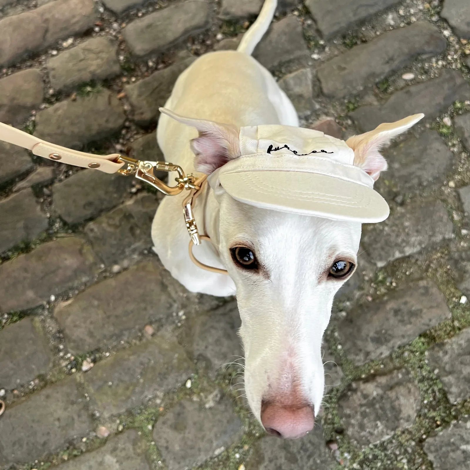 White dog wearing a lightweight cotton pet hat with embroidered 'furever,' posed on cobblestone ground.
