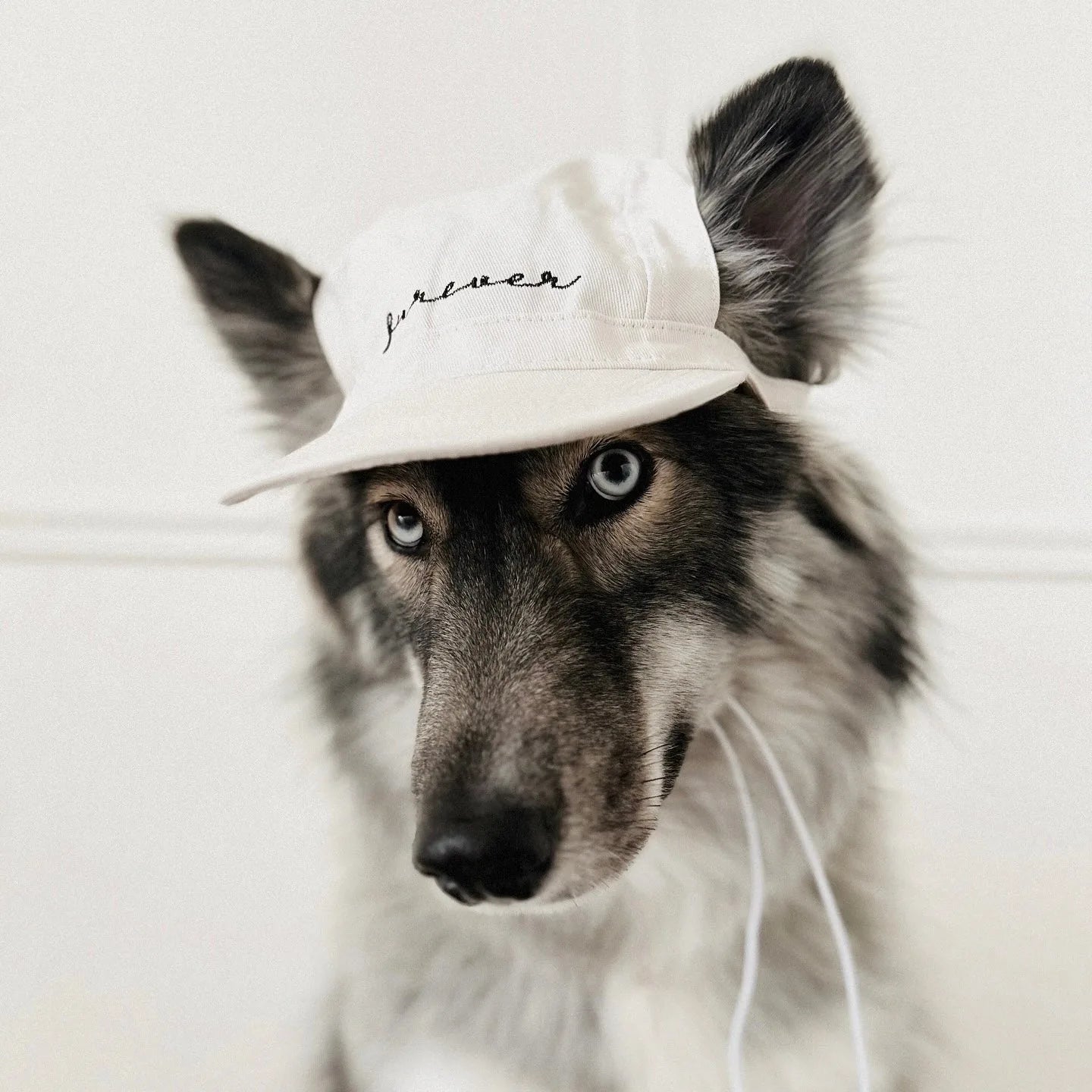 Lightweight white cotton pet hat on a dog, featuring embroidered 'furever' text and adjustable straps for a secure fit.