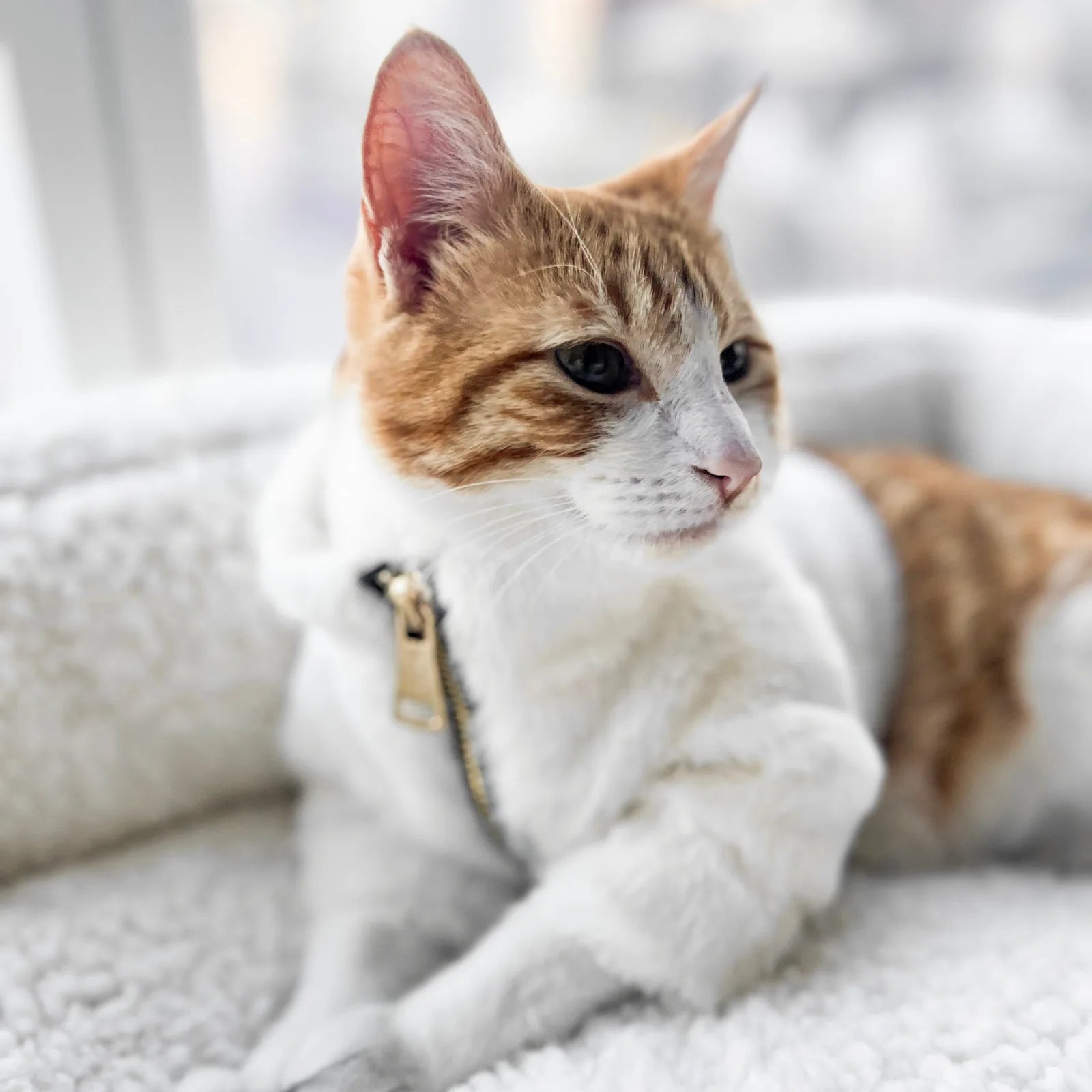 Plush white faux fur pet coat in Bone color with gold zipper, designed for warmth and comfort during colder months.